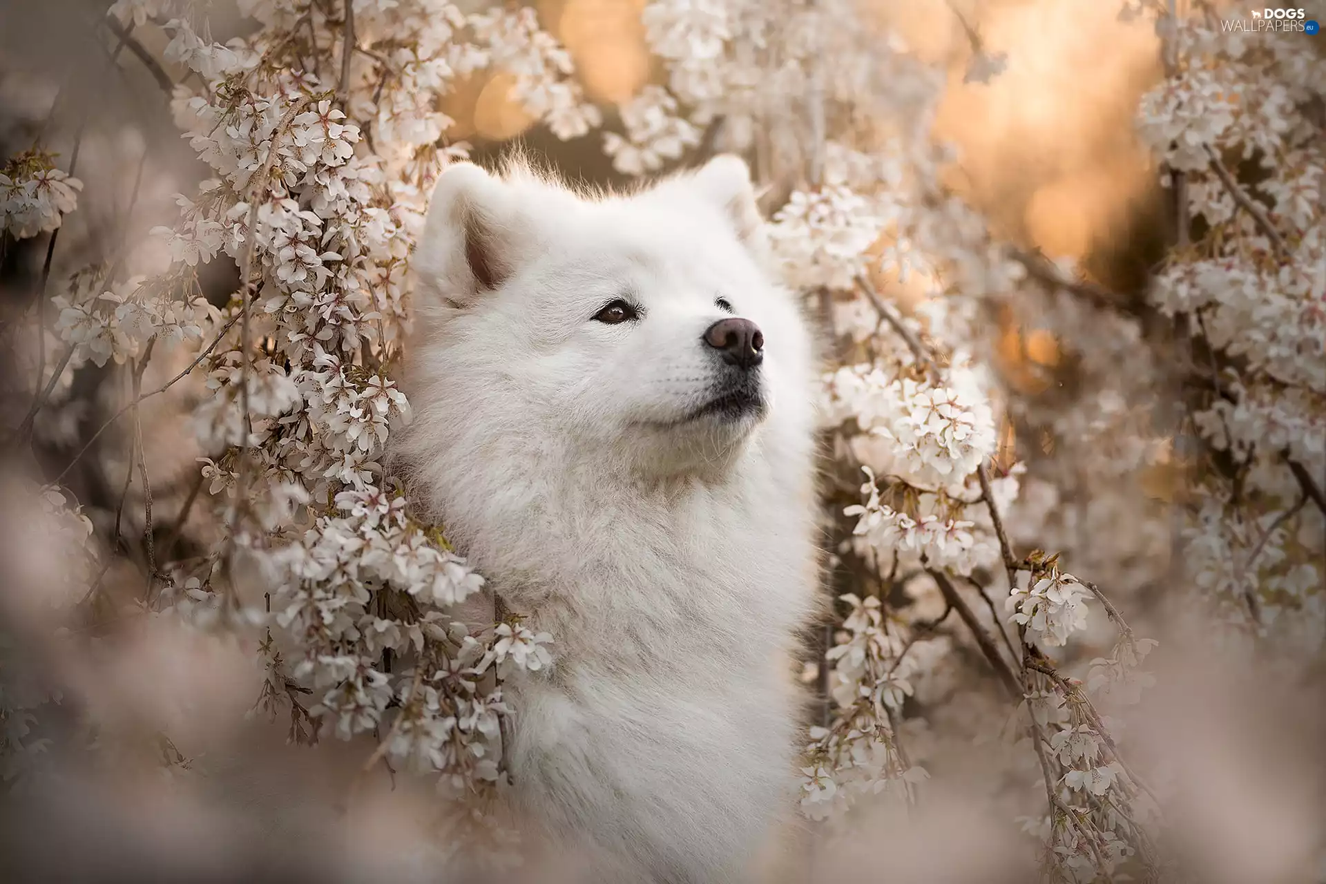 Flowers, Spring, Samojed, The look, dog