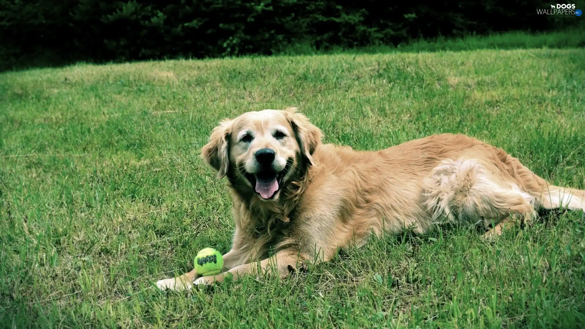 the ball, grass, Golden Retriever