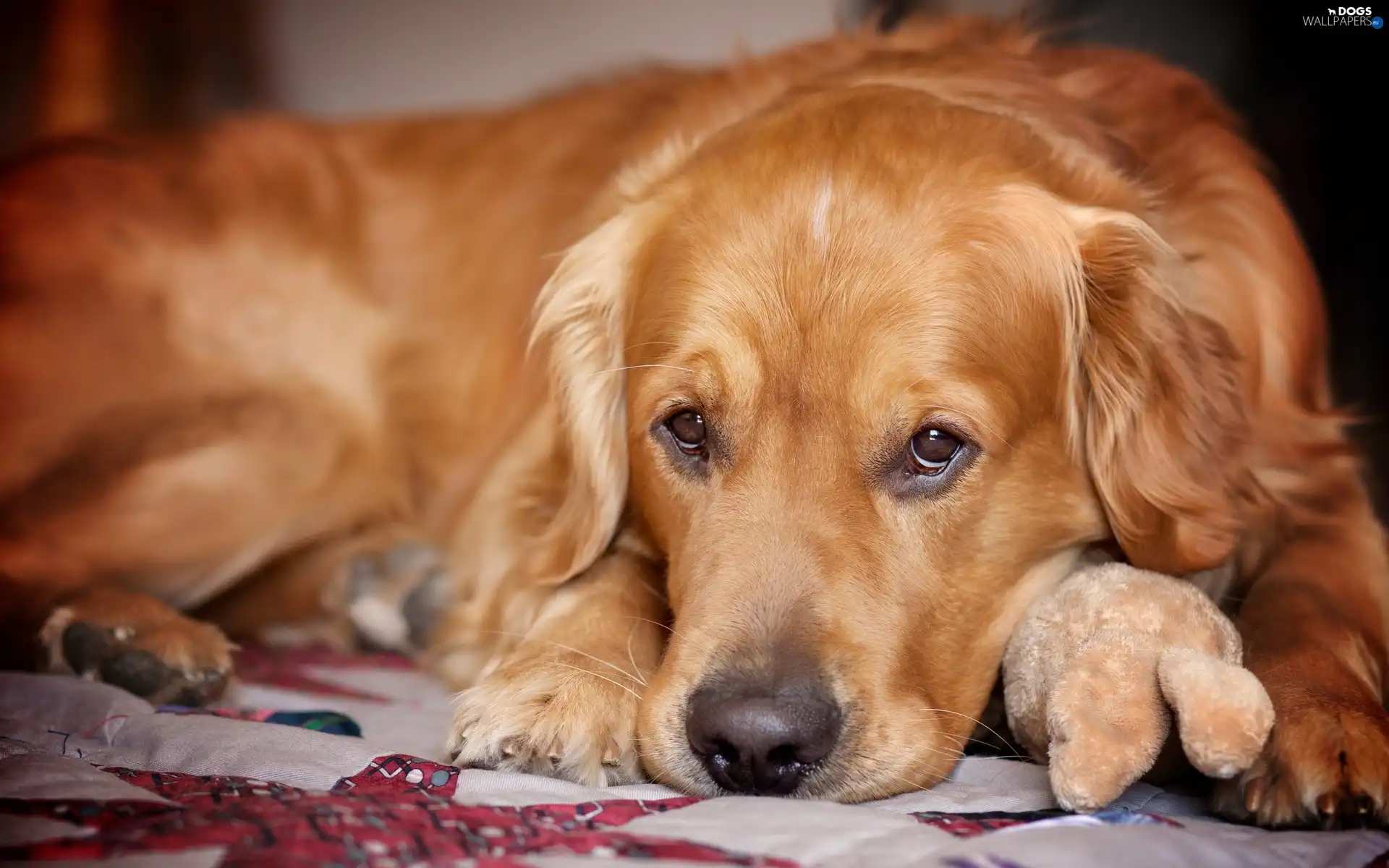 The look, mascot, golden, retriever