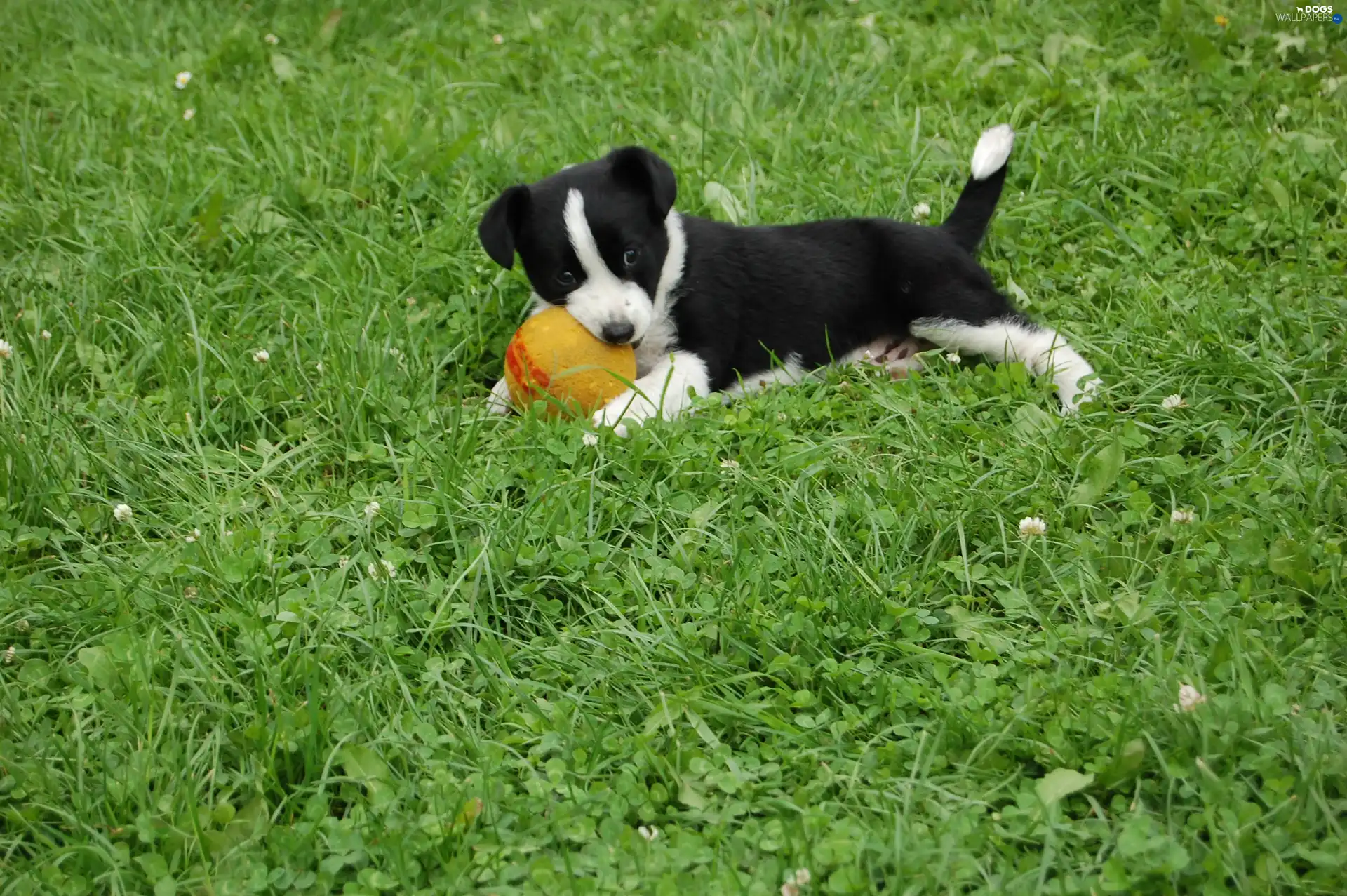 Border Collie, grass, Puppy, the ball