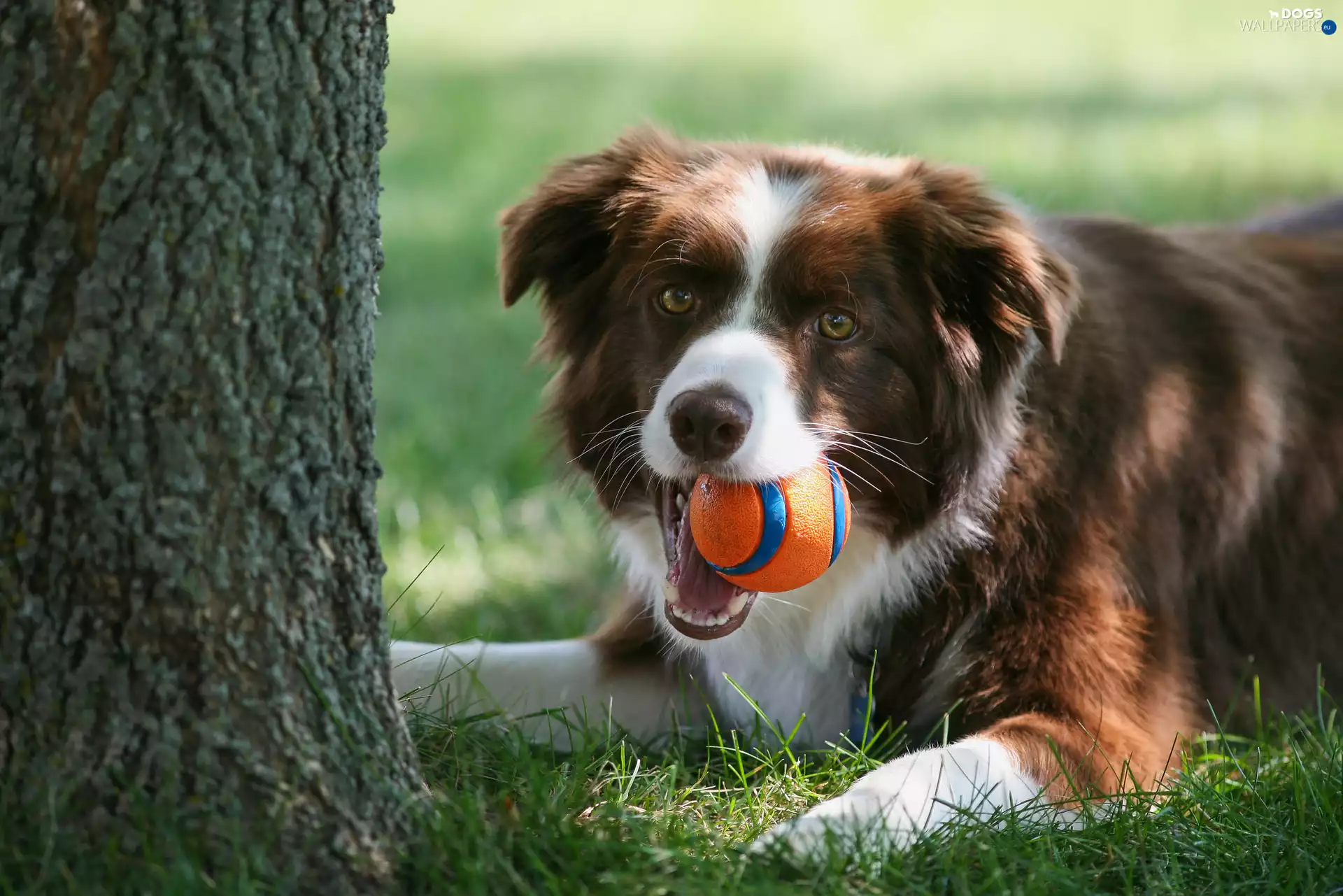 trees, Border Collie, the ball, grass
