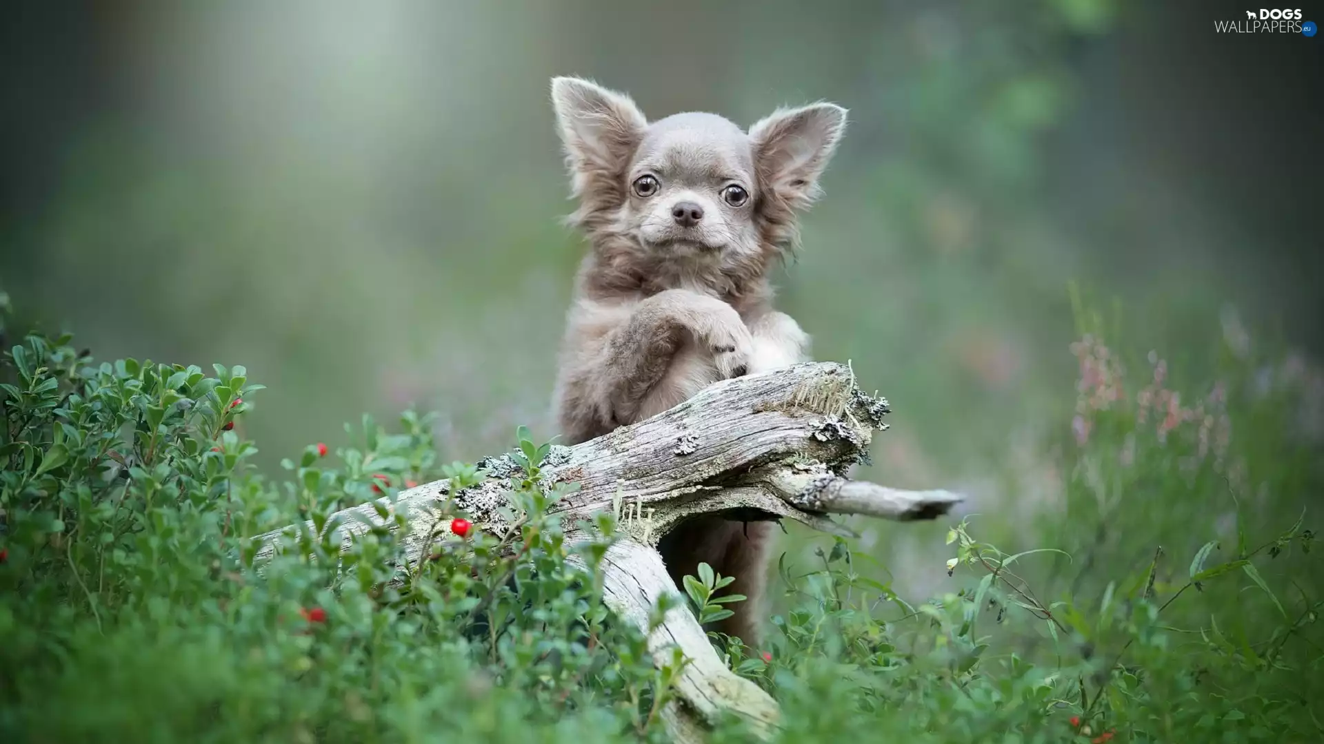 dog, Lod on the beach, Plants, Chihuahua