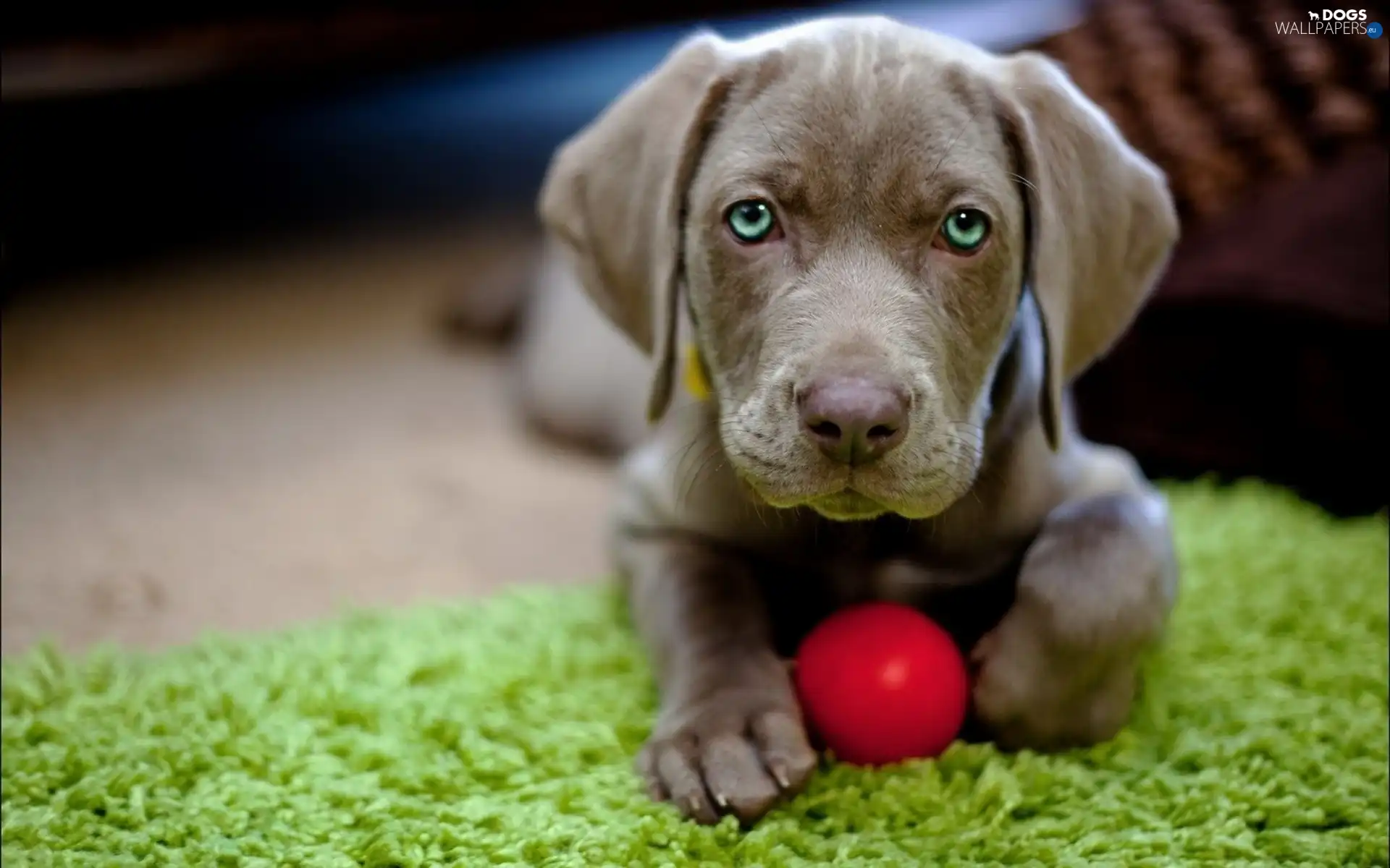 carpet, Ball Weimaraner, Puppy