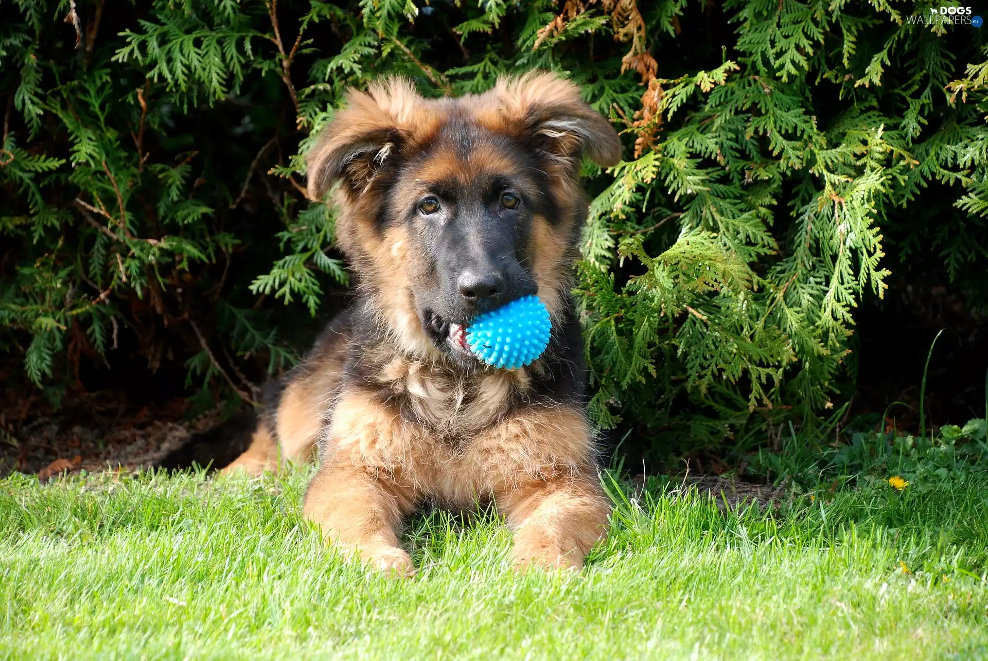 dog, German Shepherd, the ball, Puppy