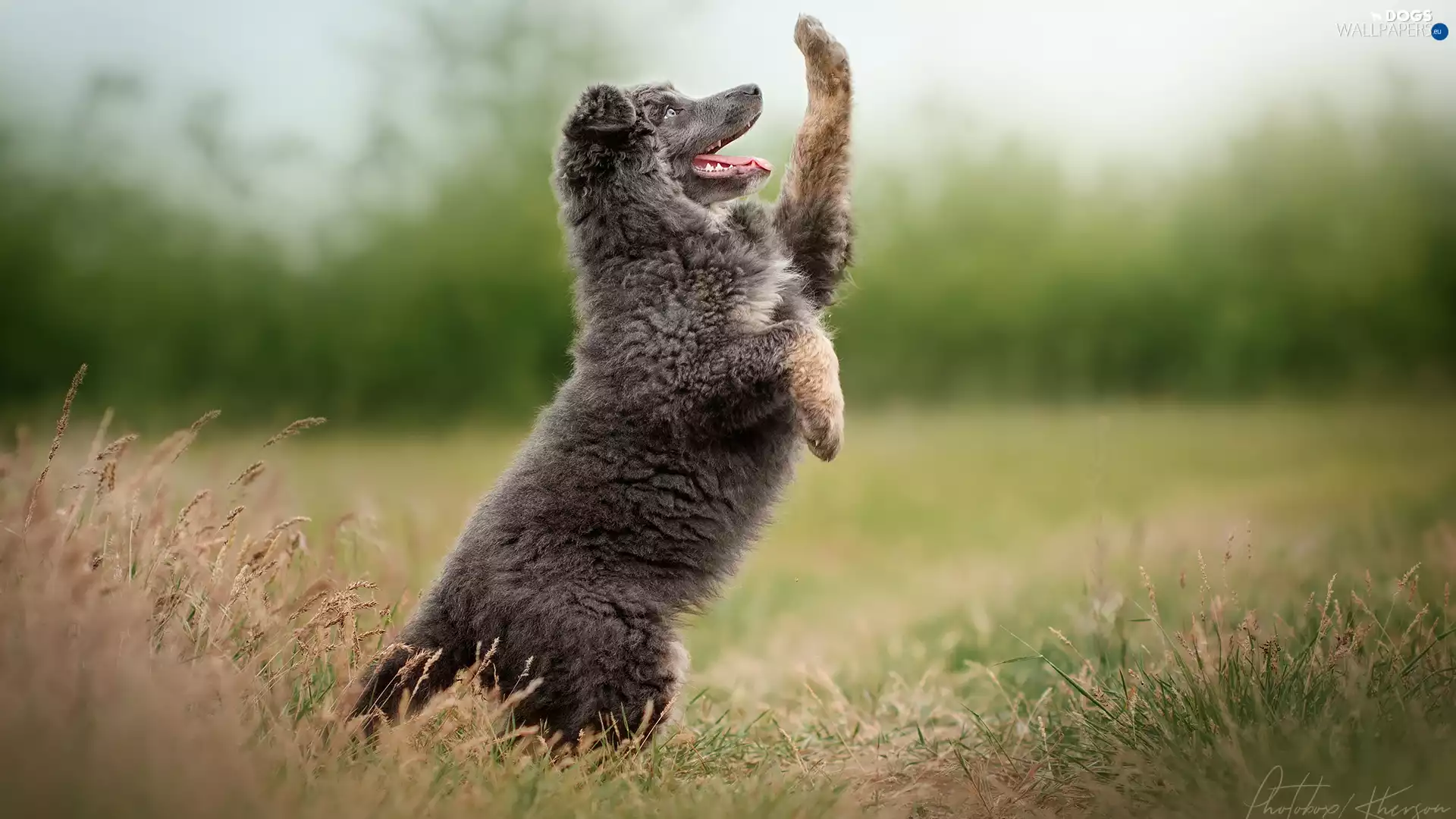 dog, The raised, pud, Puppy