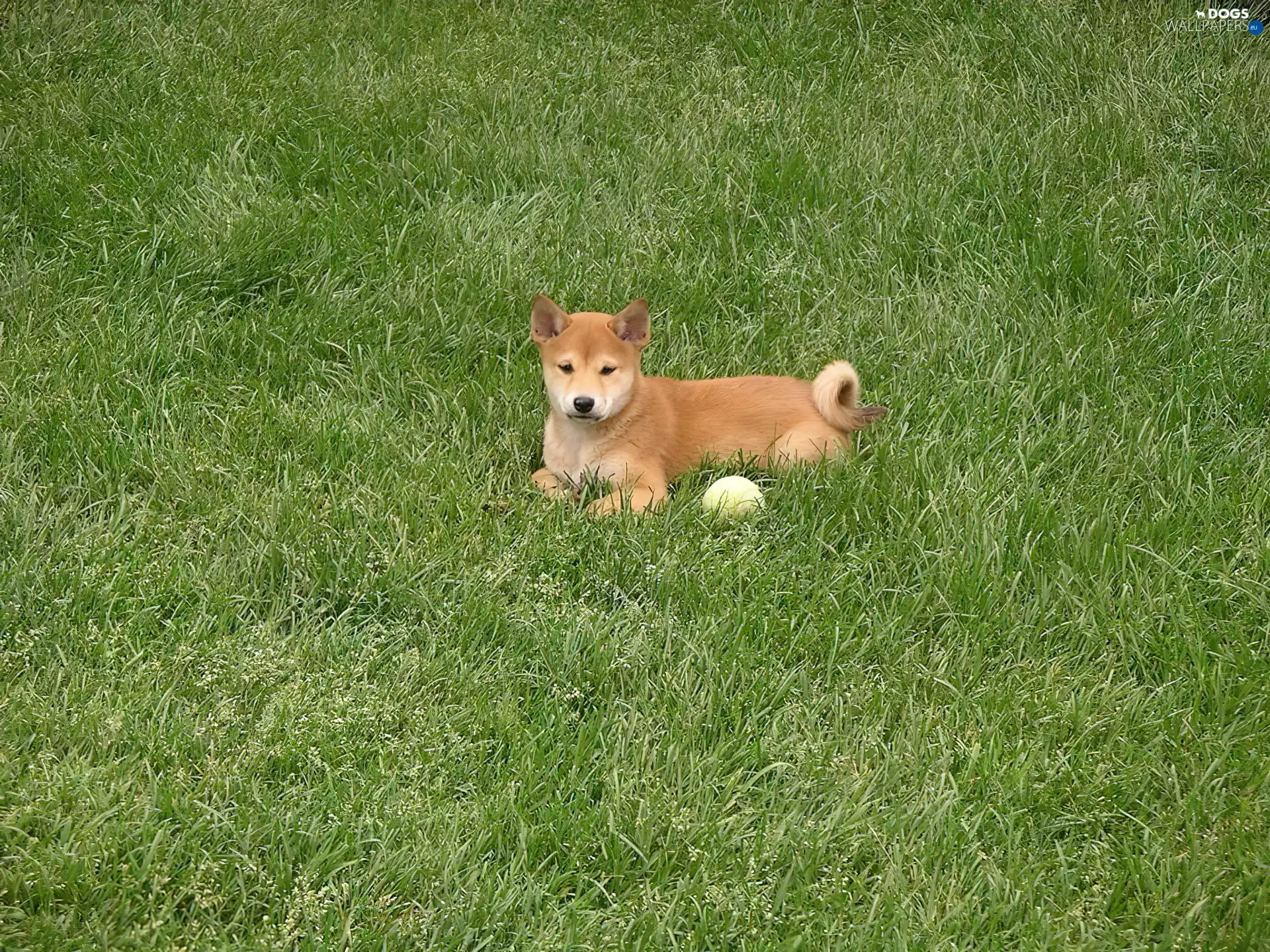 honeyed, Shiba inu, the ball, small