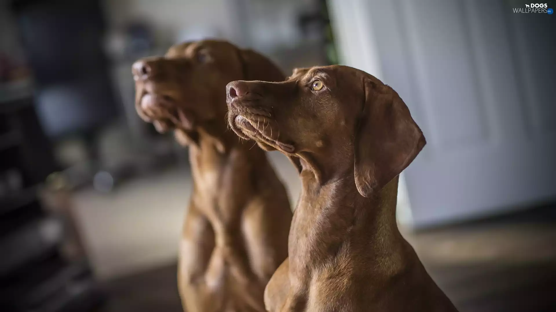 The look, blurry background, Dogs, Hungarian Shorthaired Pointer, Two cars