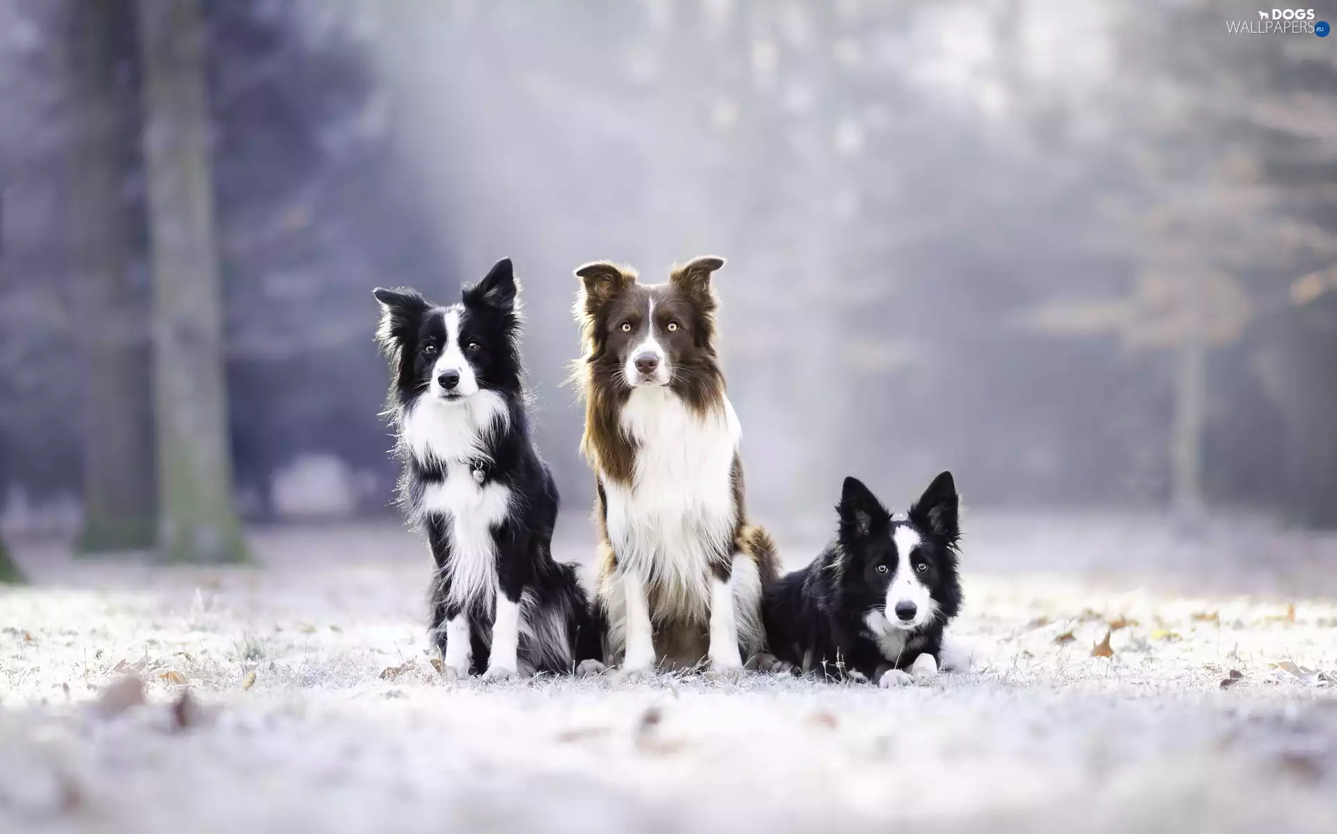 Three, Border Collie