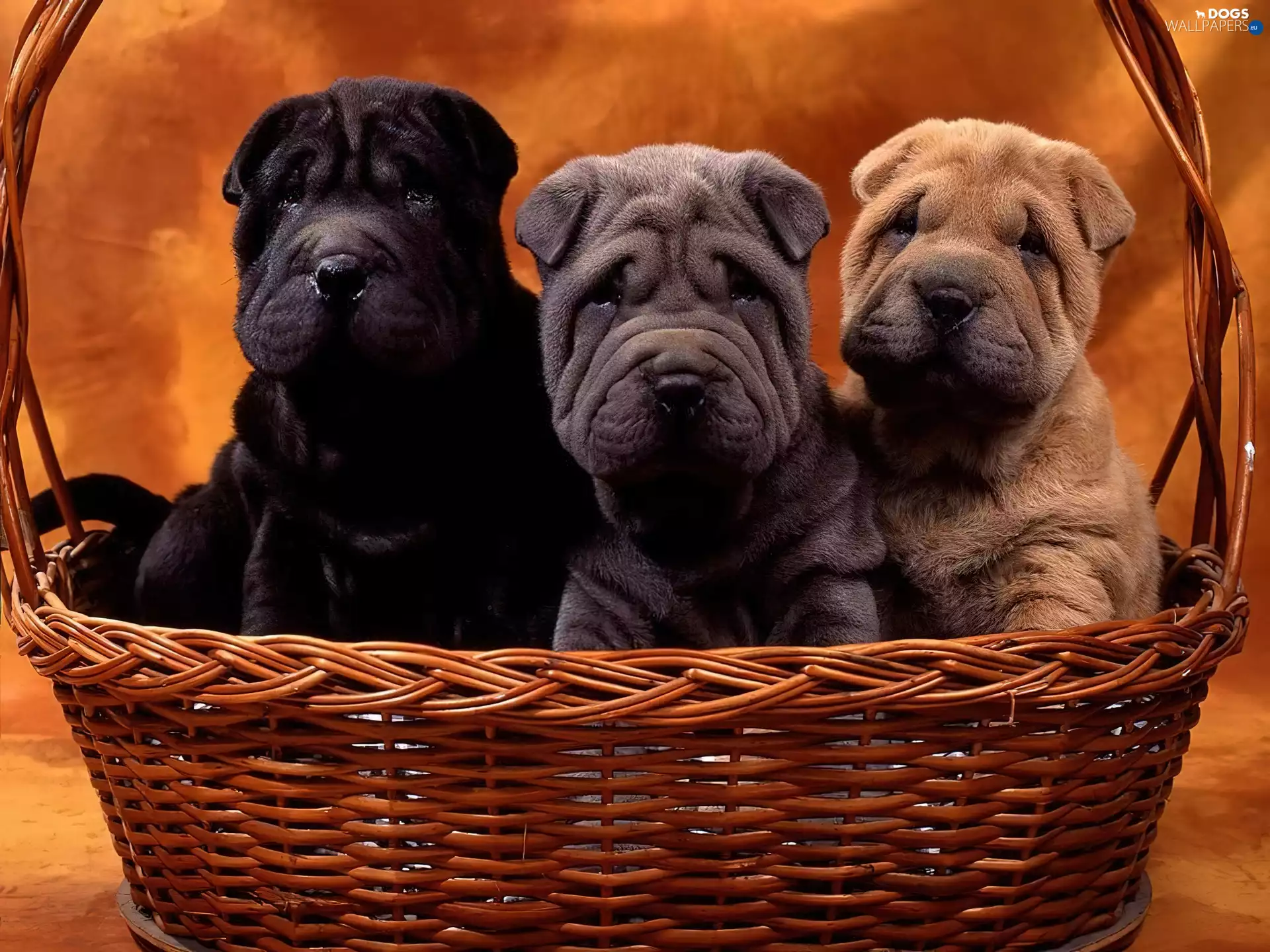 colors, Shar Pei, Three