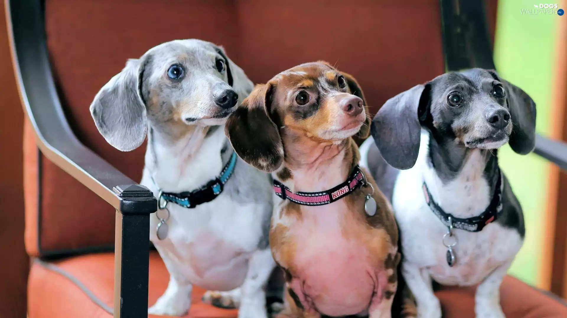 Three, dachshunds