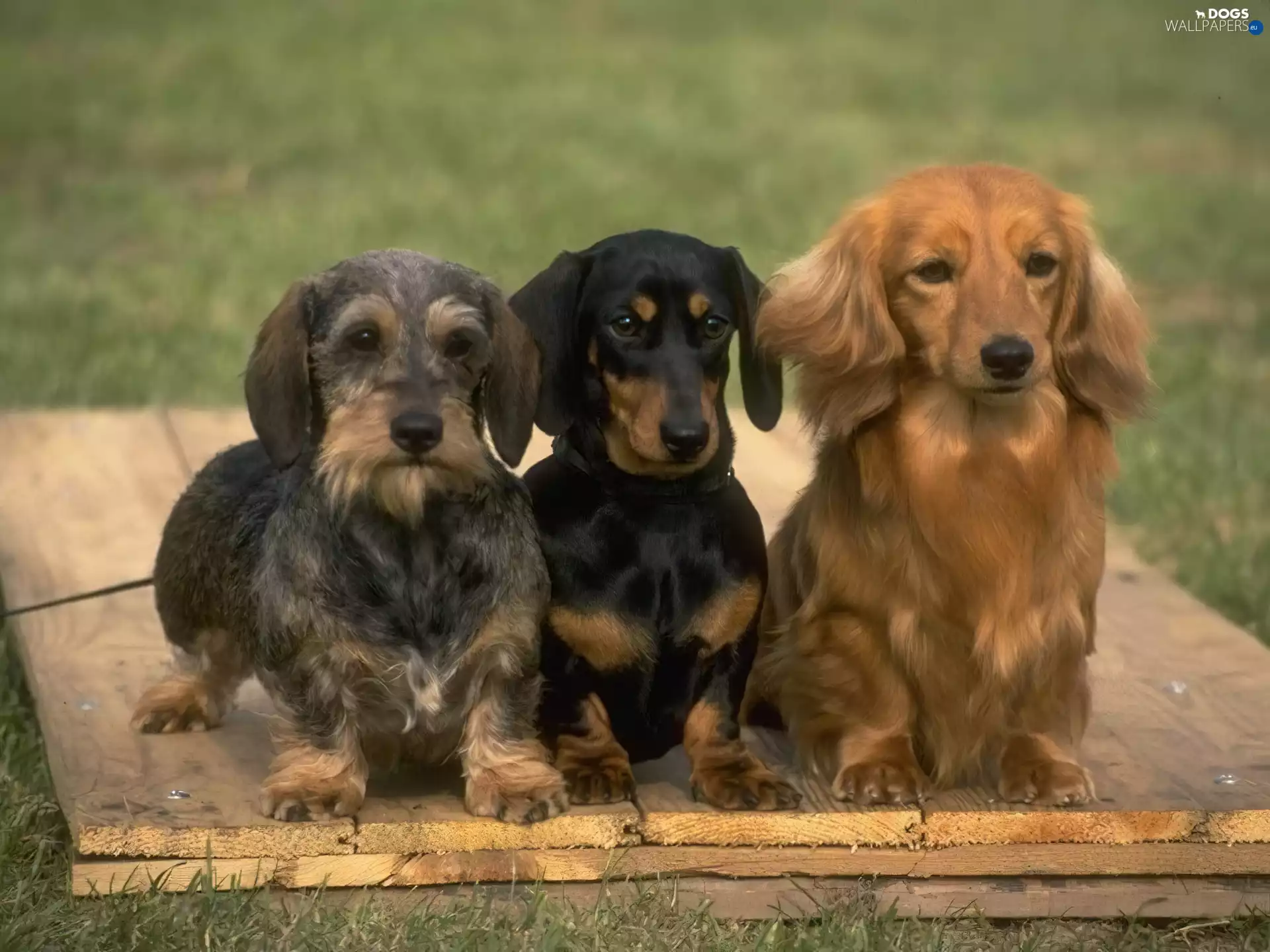 Three, dachshunds
