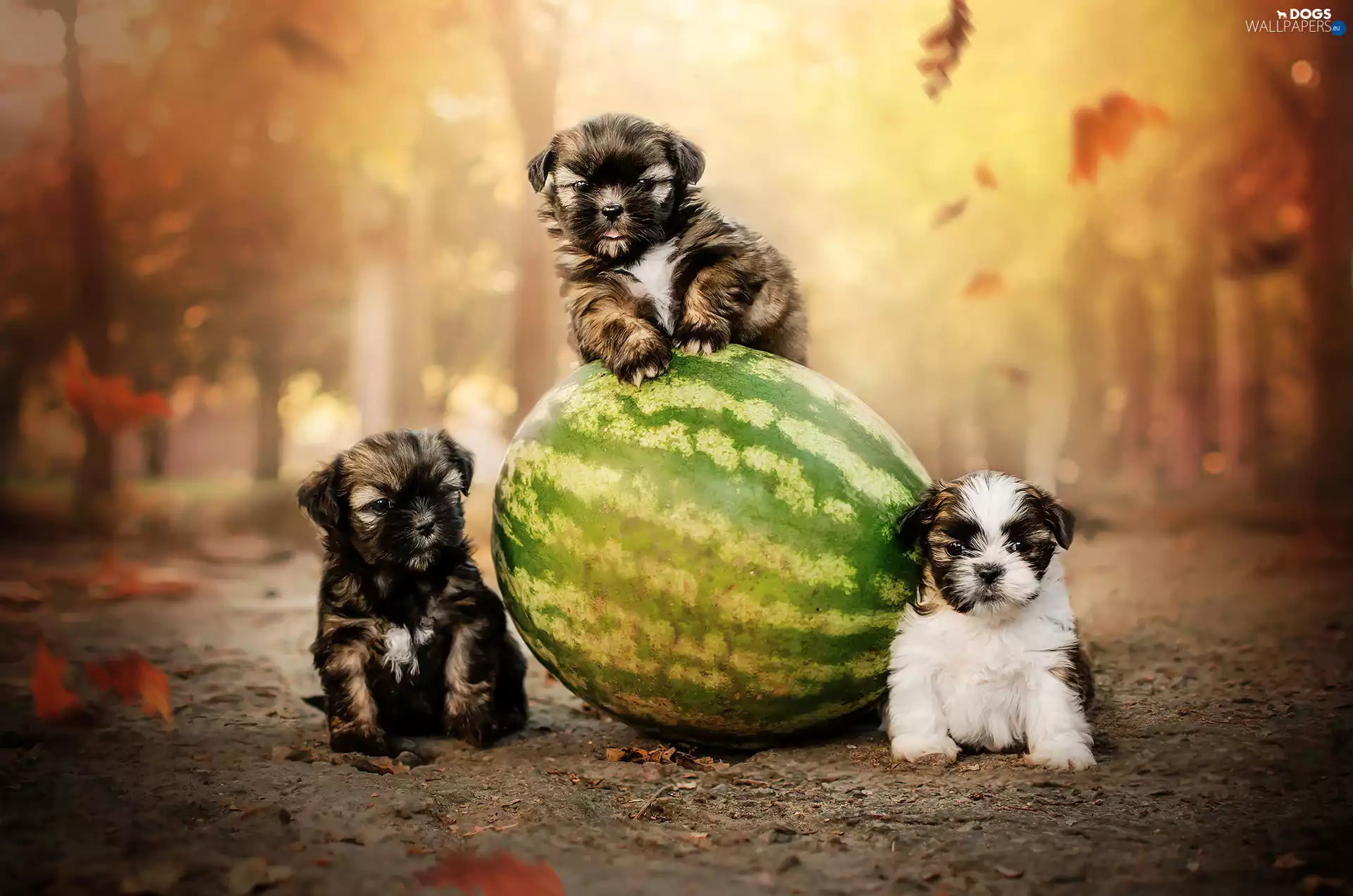 Dogs, puppies, watermelon, Three