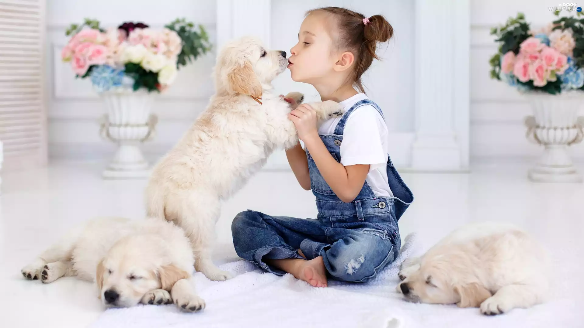 puppies, Golden Retrievery, Three, Dogs, girl
