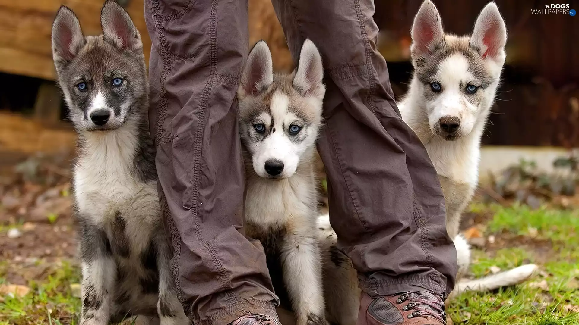 puppies, Husky, legs, Three