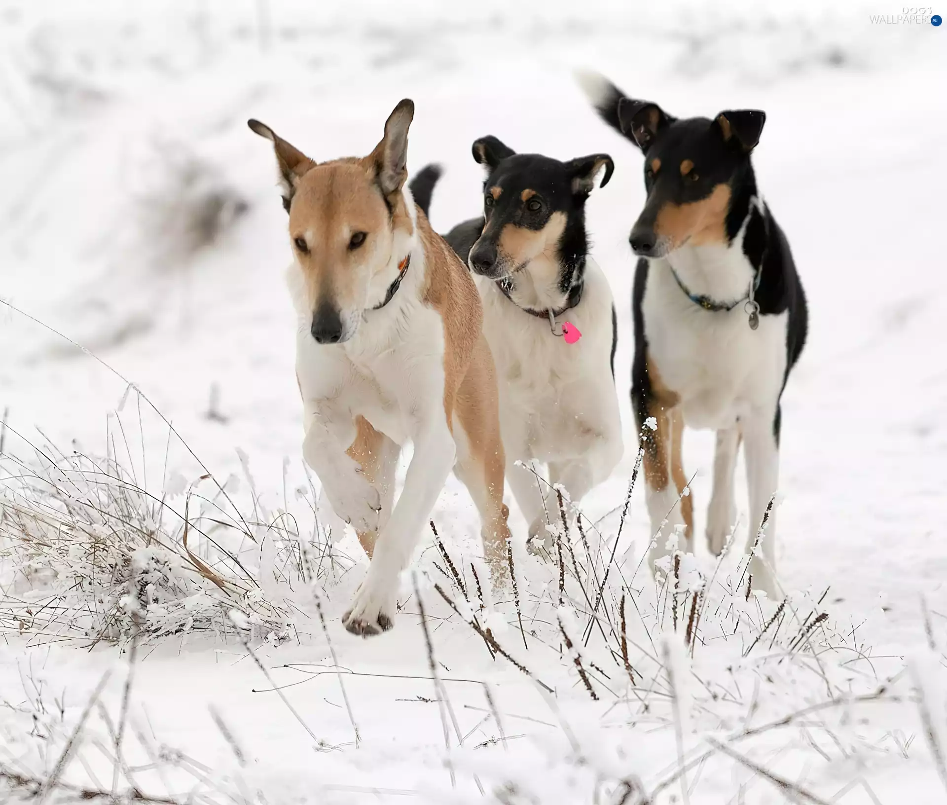 Three, Collies Shorthair