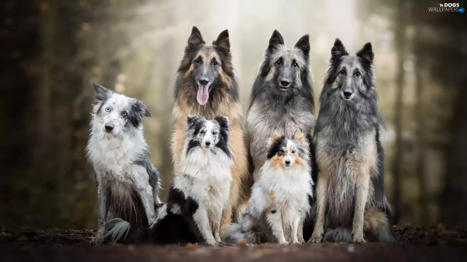 Three, six, Border Collie, shetland Sheepdog, Belgian Shepherd Tervuren, dogs