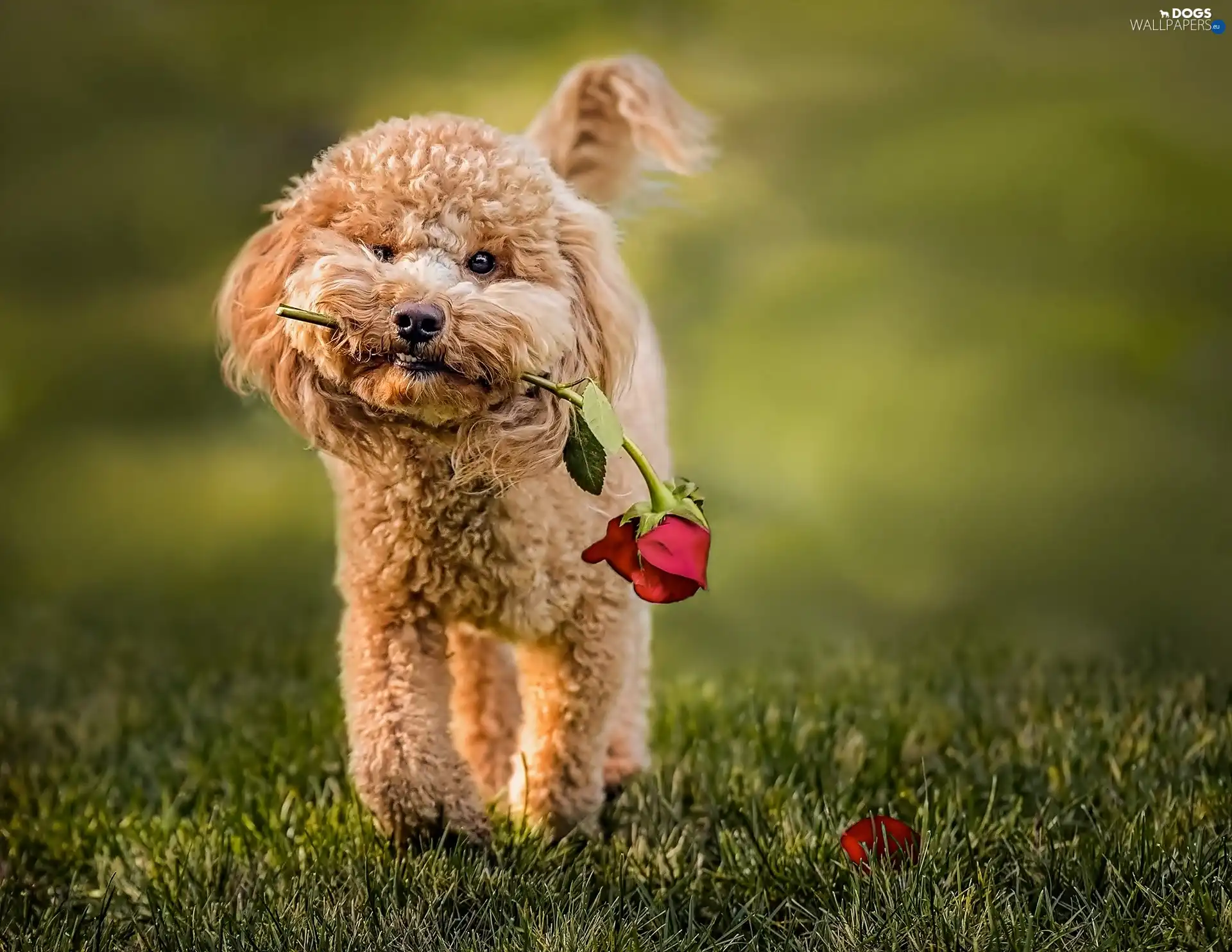 Tibetan Terrier, rose, dog