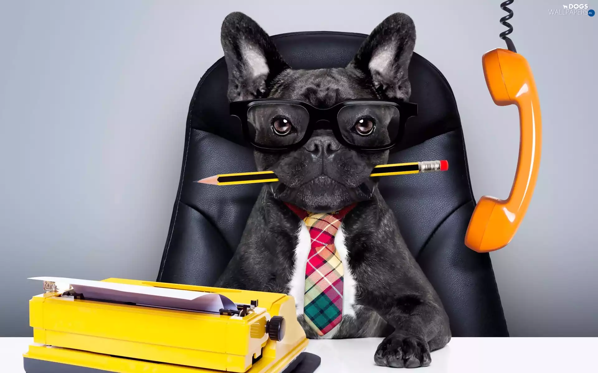 Typewriter, French Bulldog, Tie, Funny, Glasses, Telephone