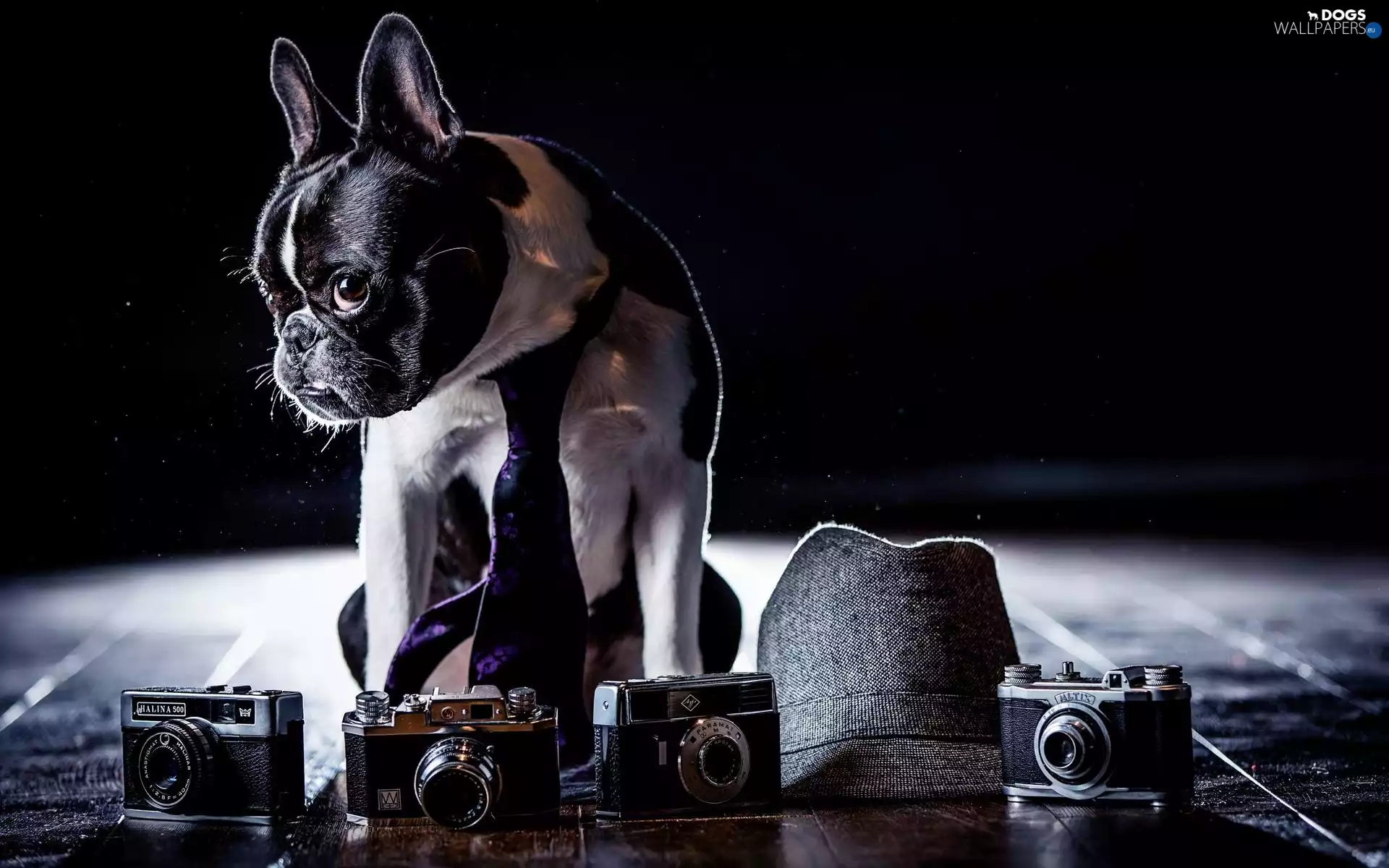 French Bulldog, Hat, Tie, Photographic Cameras