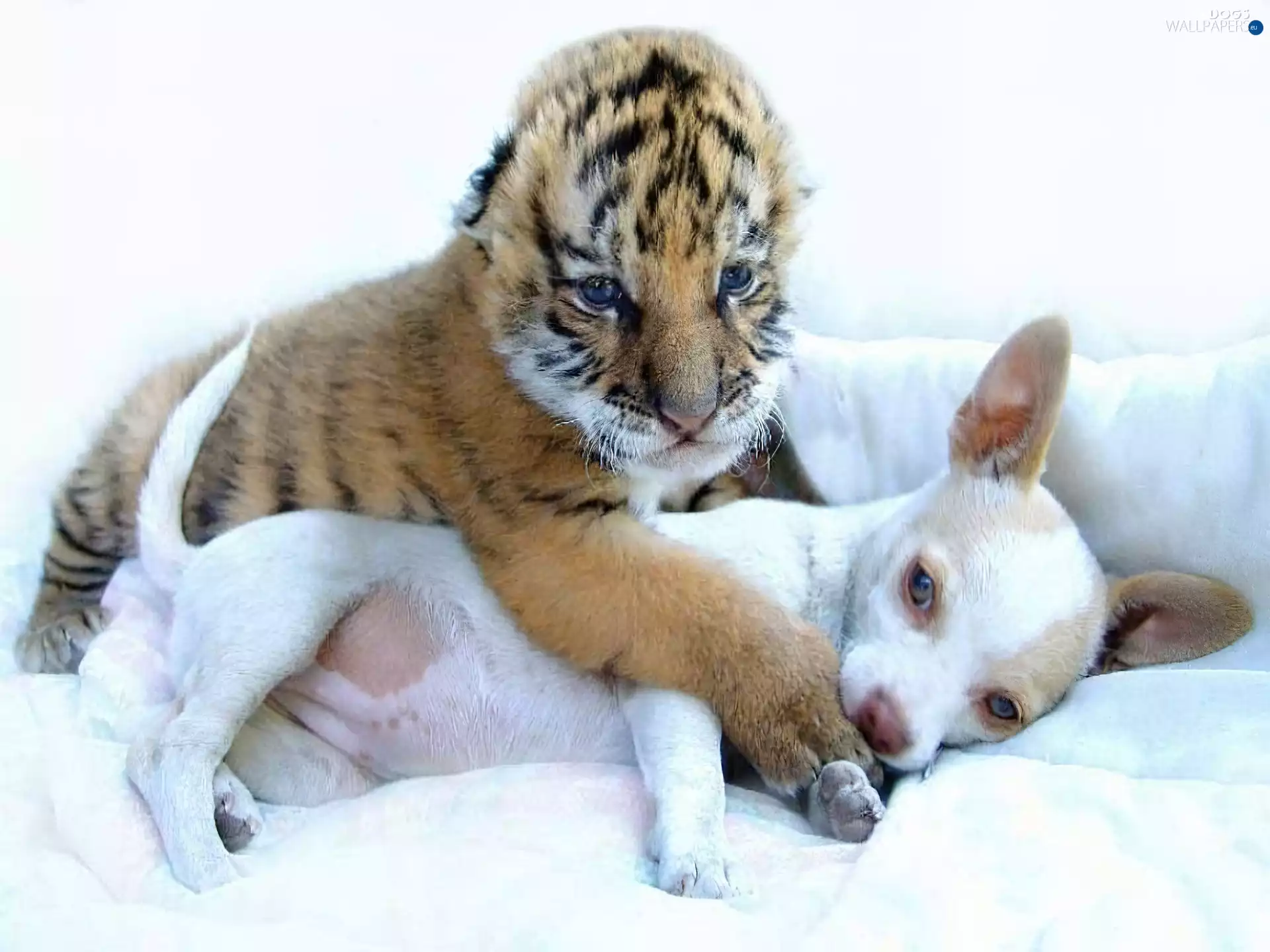 tiger, doggy, small