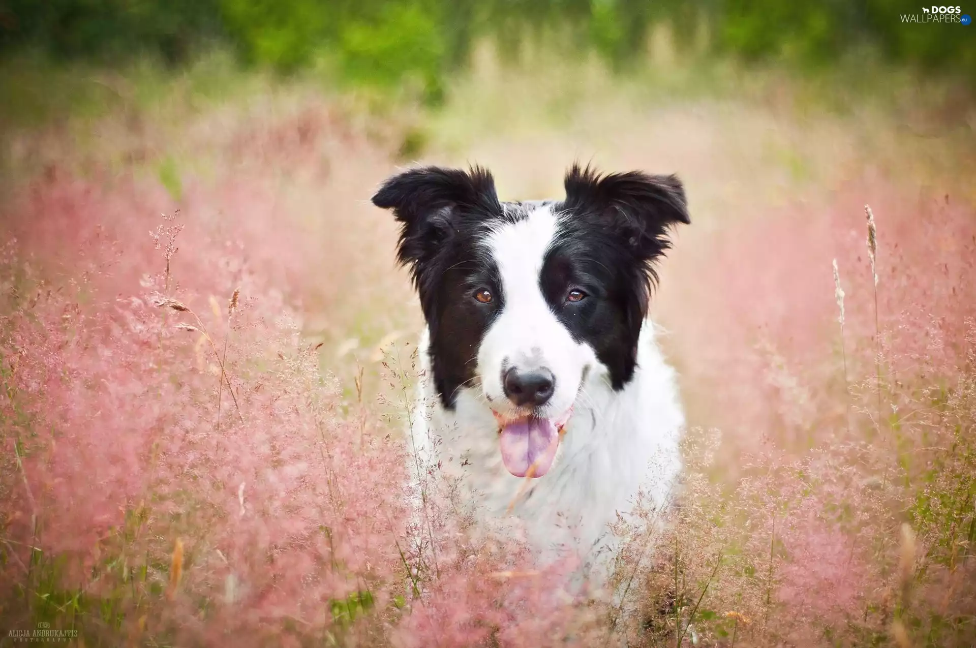 grass, tongue, Border Collie, dog