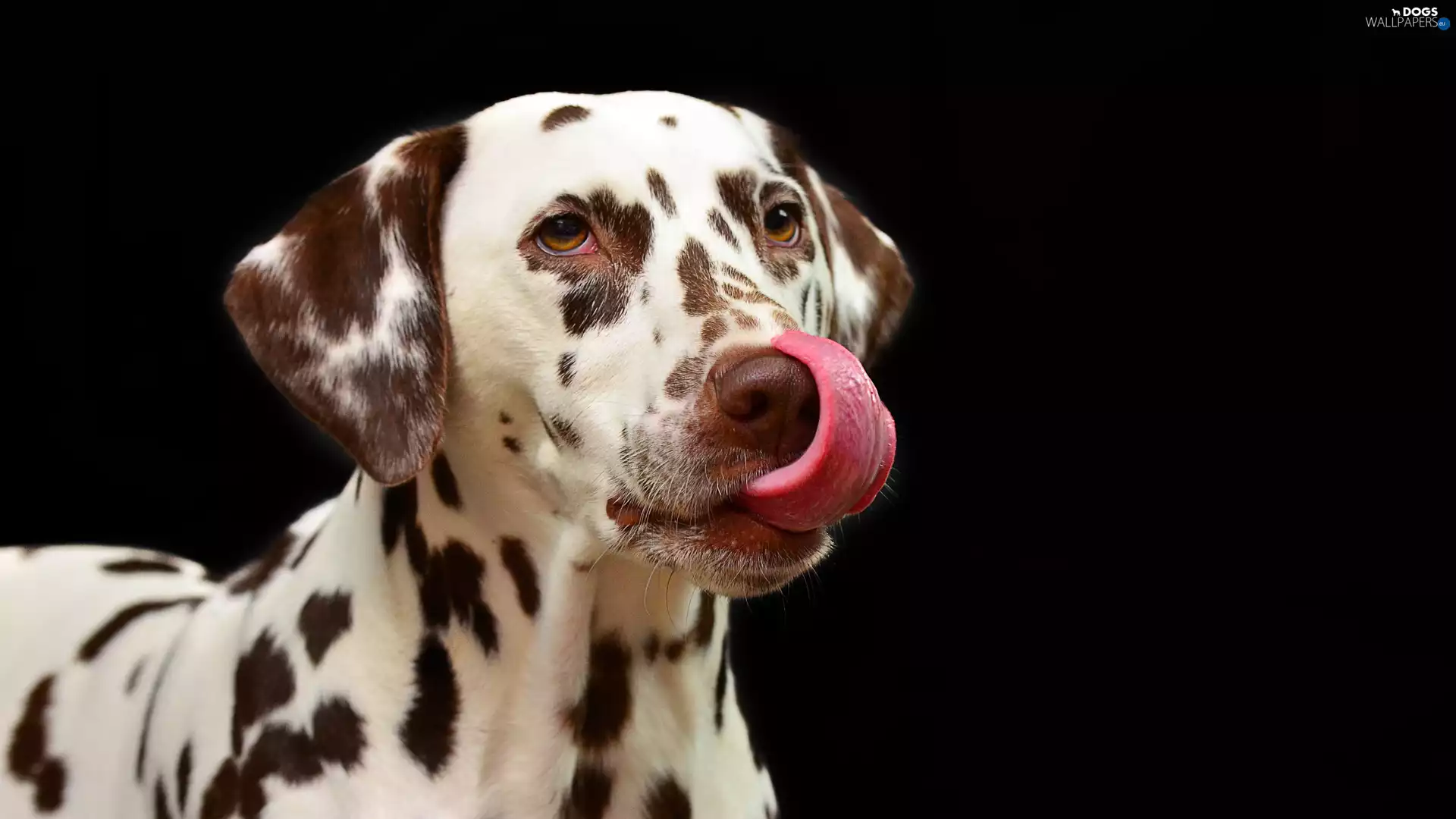 tongue, dog, Dalmatian