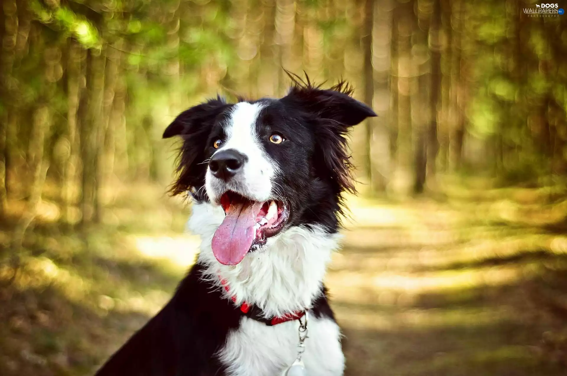 dog, tongue, forest, Border Collie