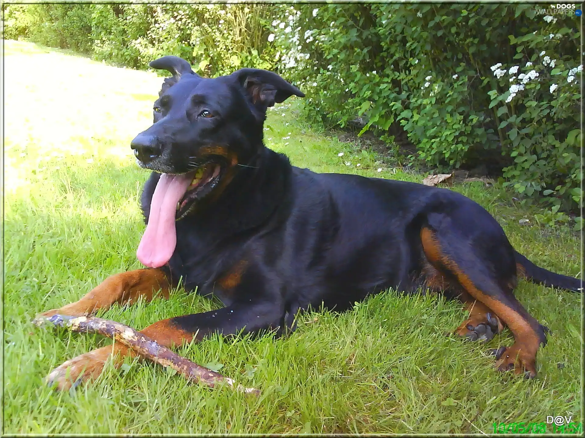 tongue, Stick, Shepherd French Beauceron