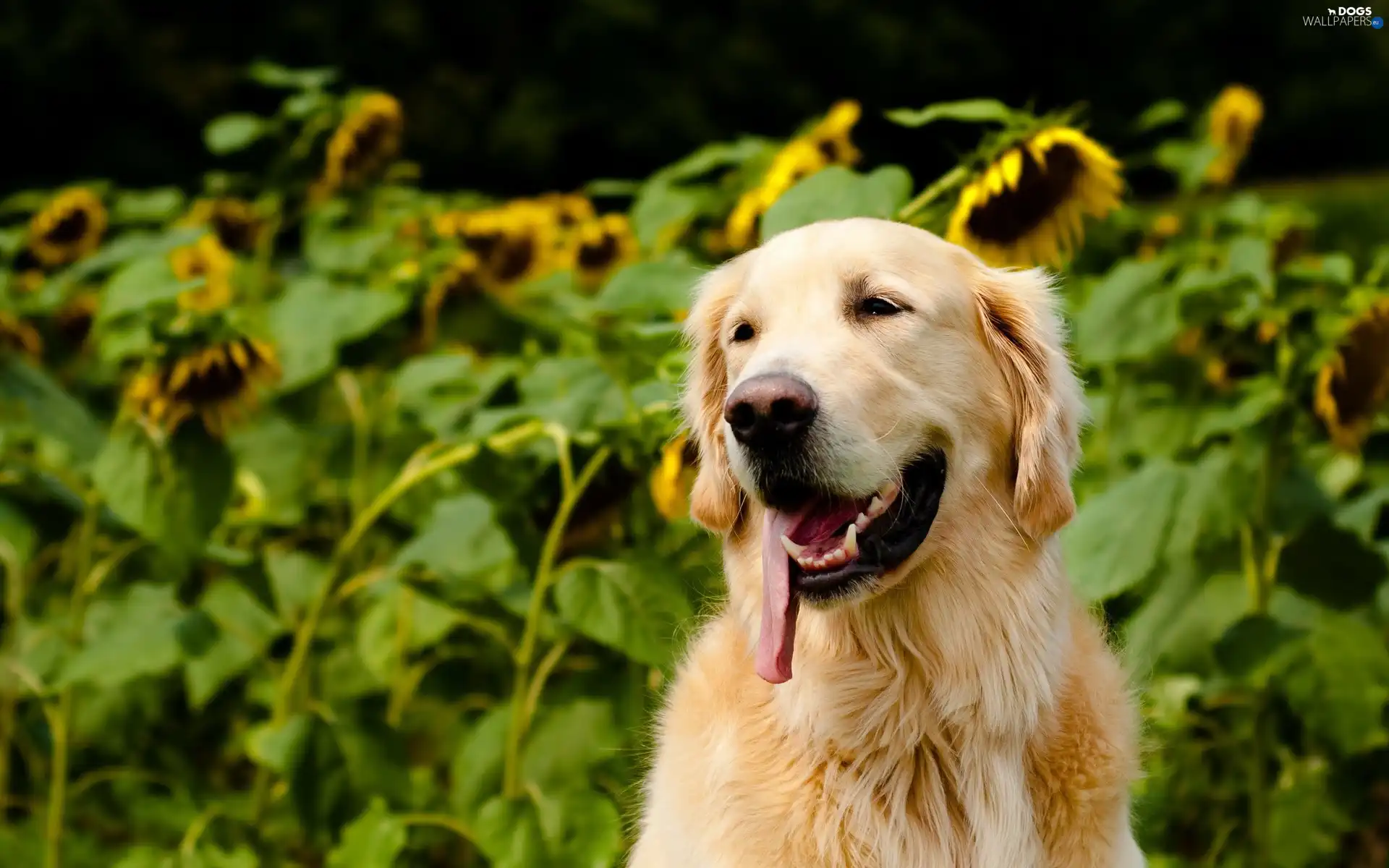 tongue, Nice sunflowers, Golden Retriever