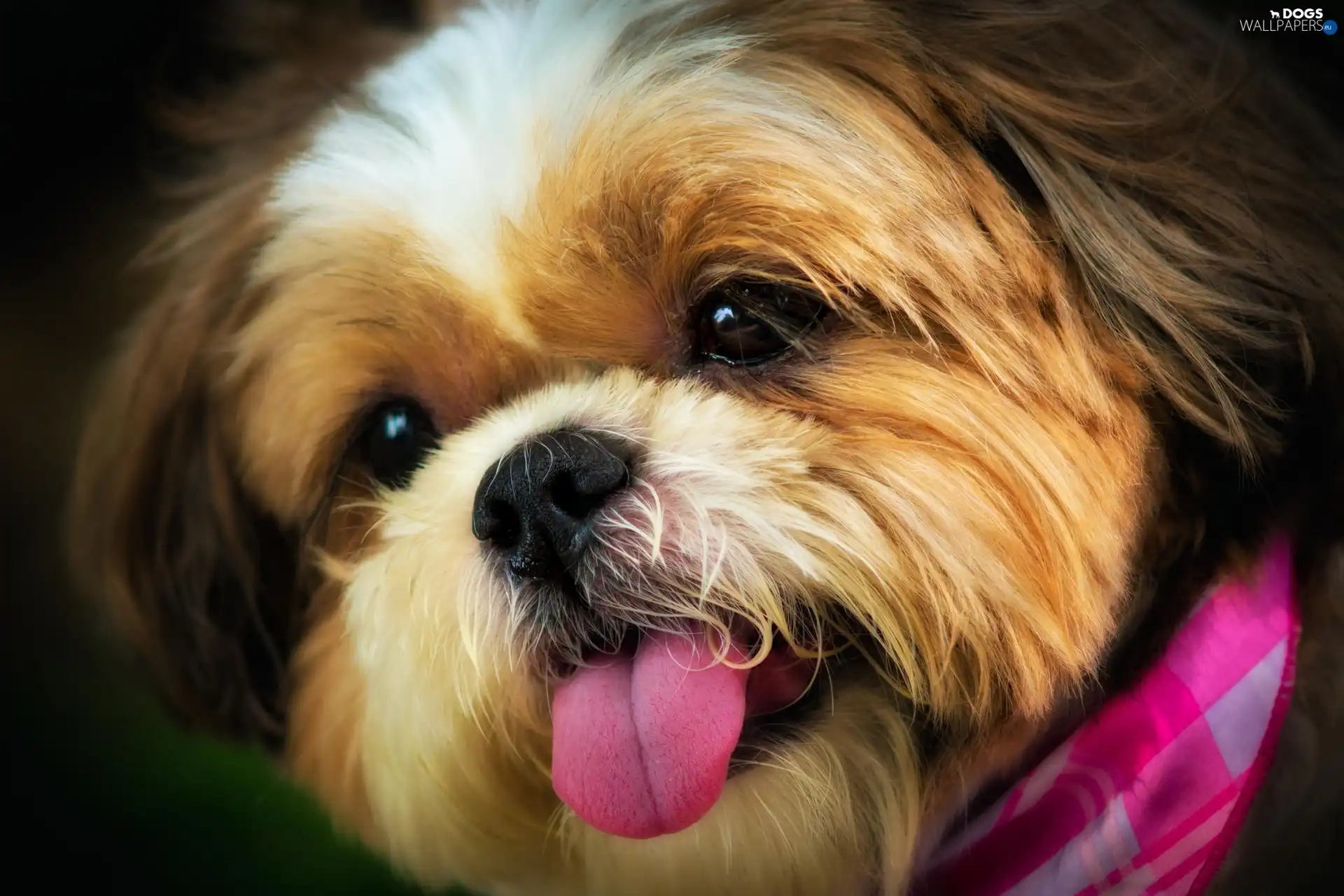 Puppy, Tongue, muzzle
