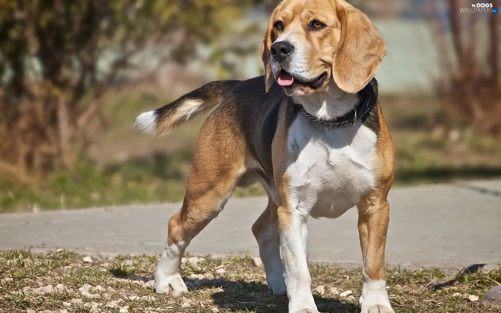 Beagle, Tounge, dog