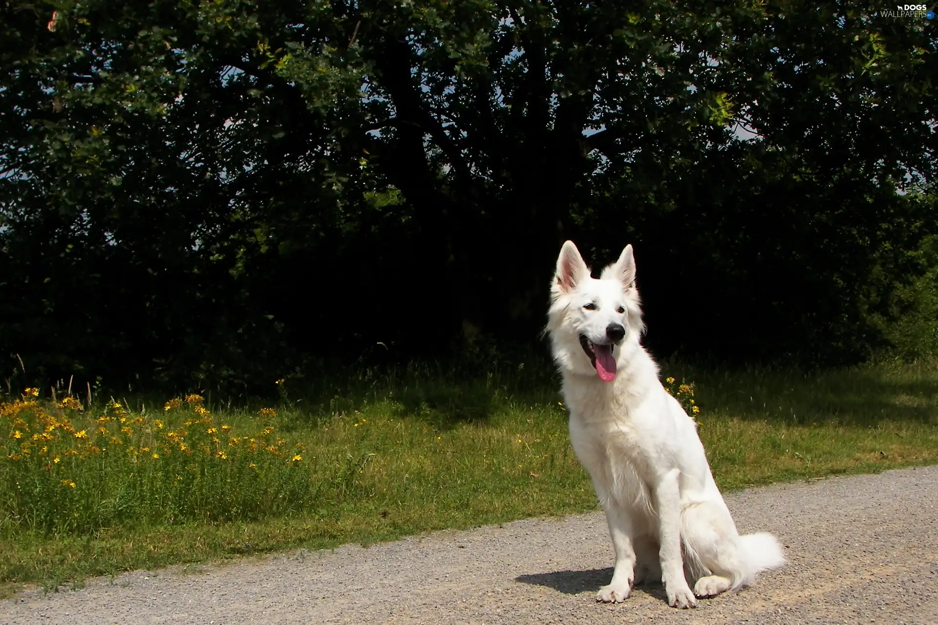 Tounge, Shepherd US-Canadian, ears