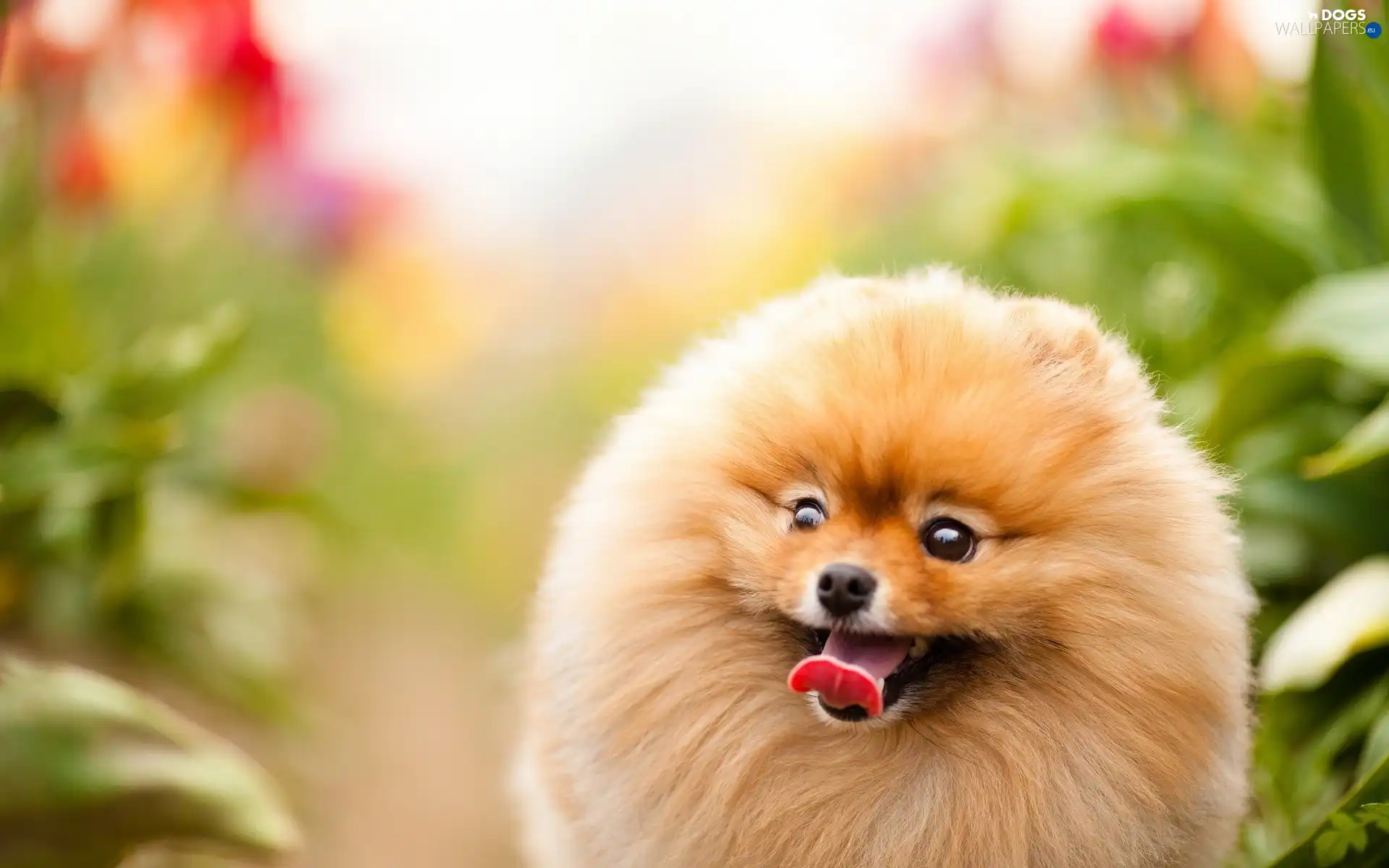 Tounge, Pomeranian, dog