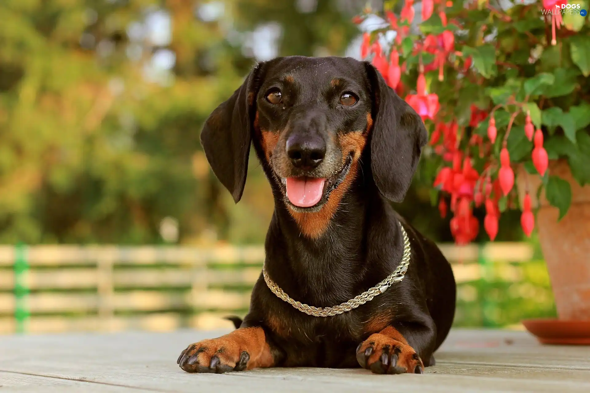 Tounge, dog-collar, dachshund
