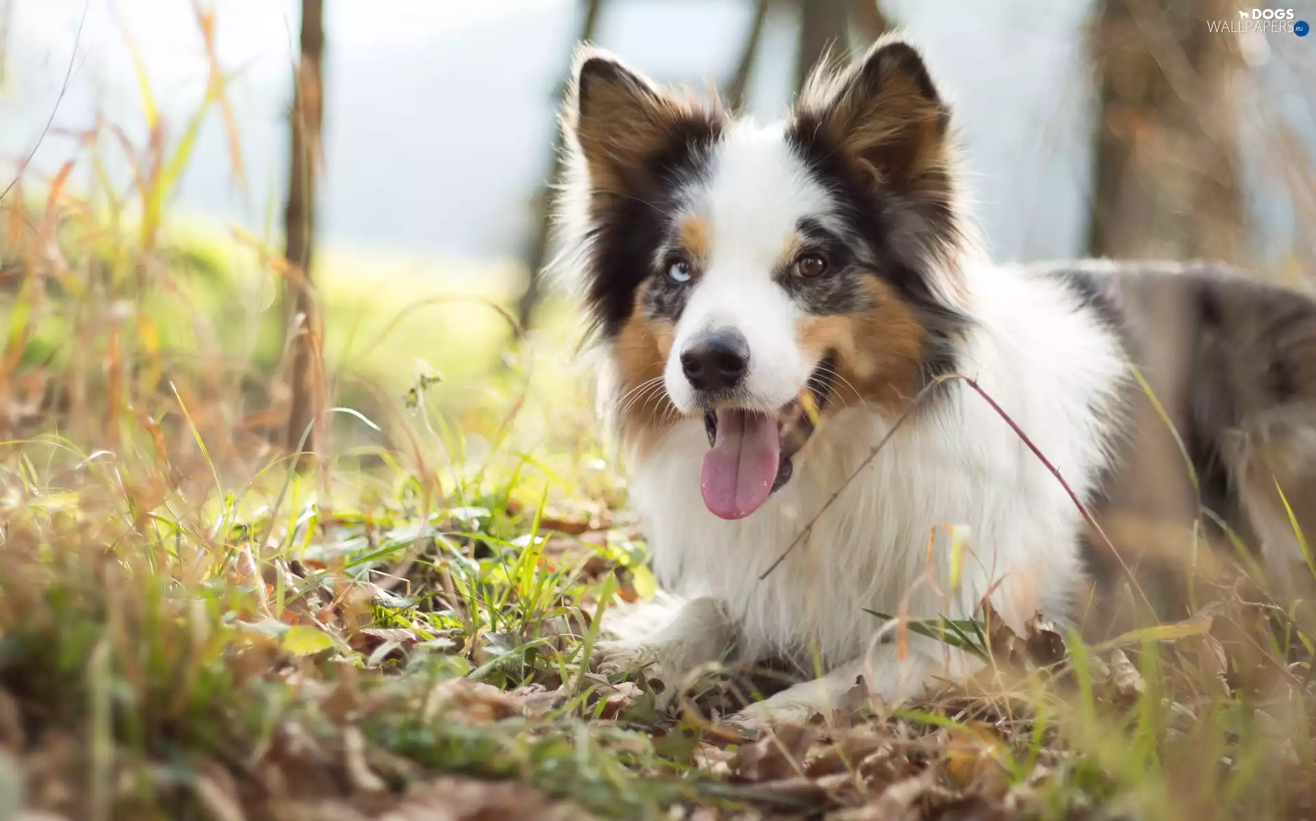 Meadow, grass, mouth, Tounge, Border Collie
