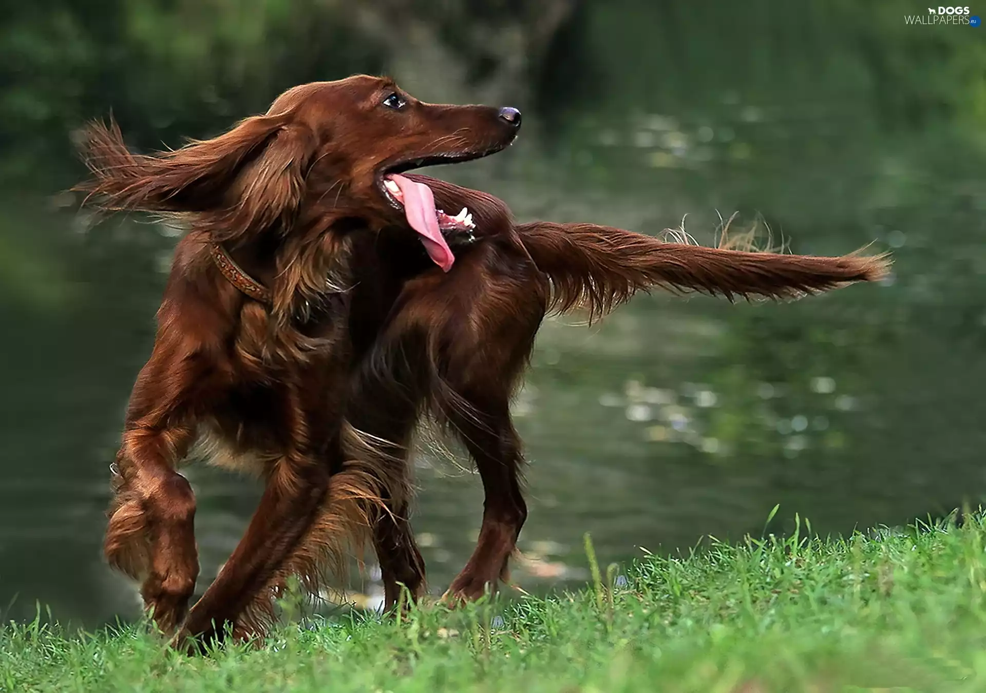 irish, Tounge, dog, setter, Brown
