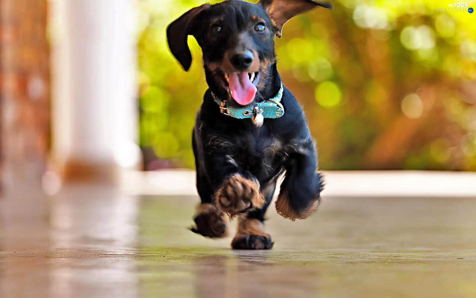 Tounge, gear, dachshund, dog-collar