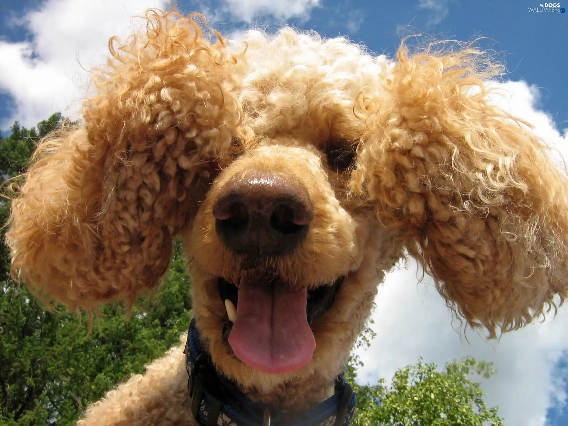 Tounge, ears, dog, Longs