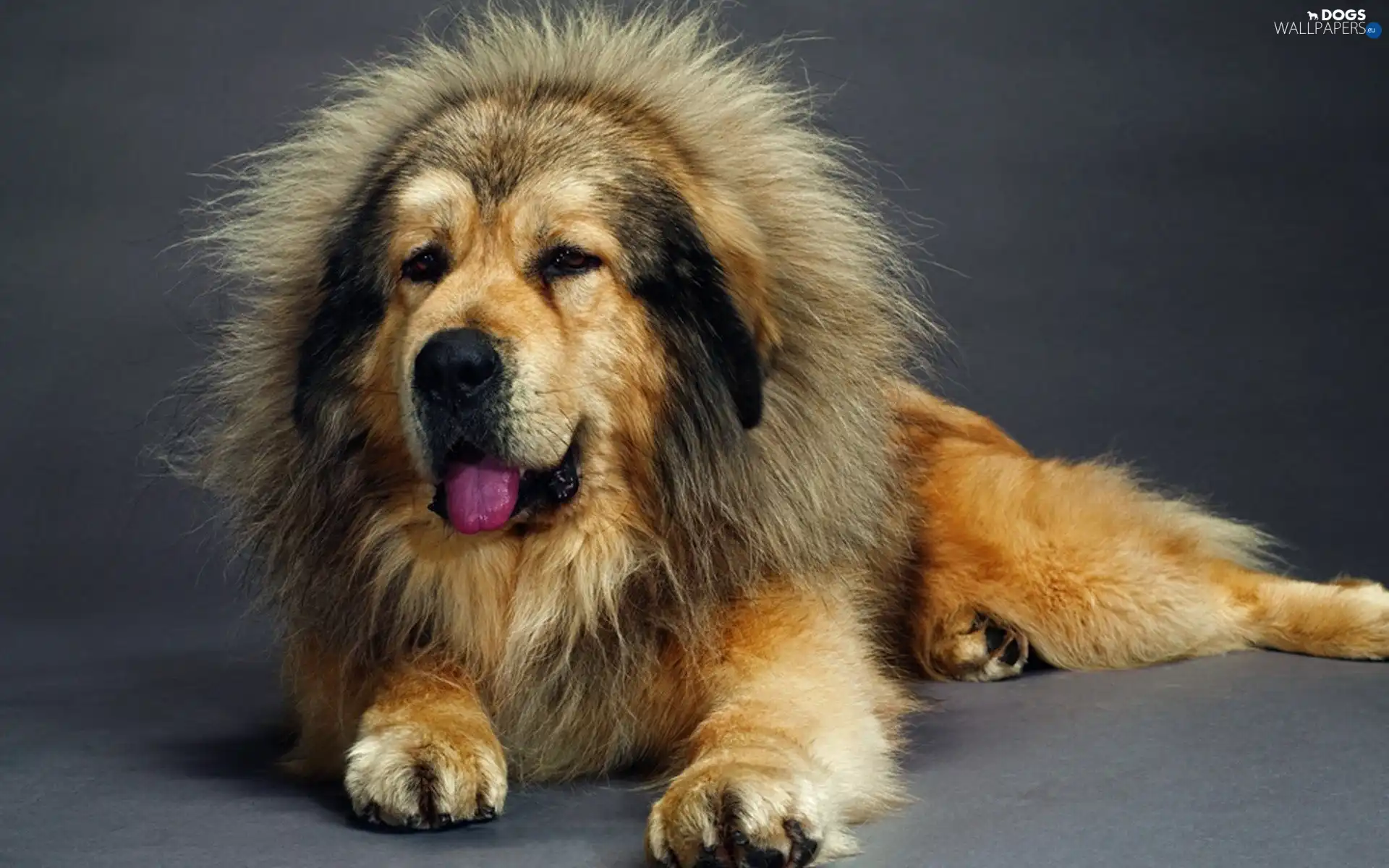 dog, Tounge, lying