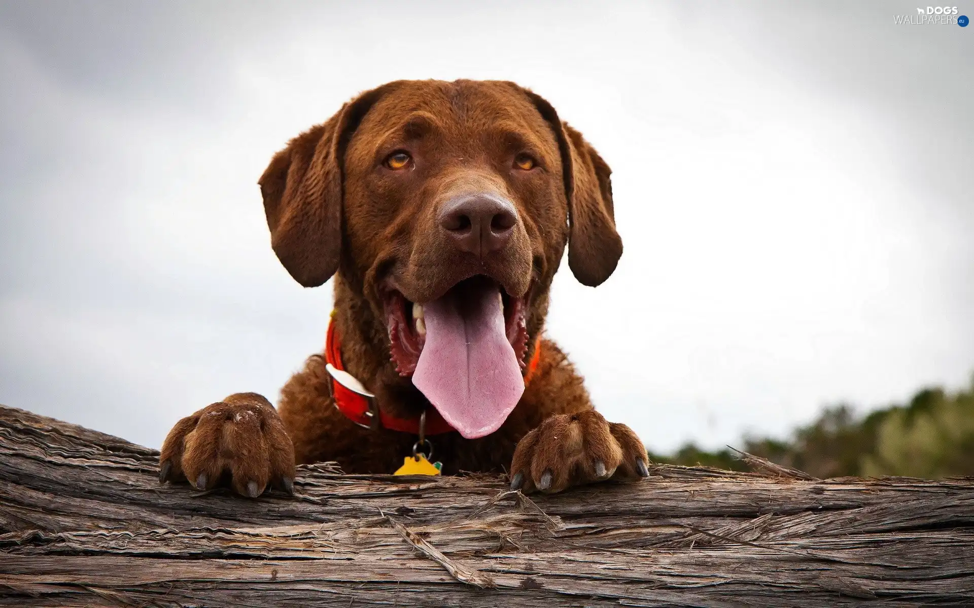 doggy, Tounge, breathless