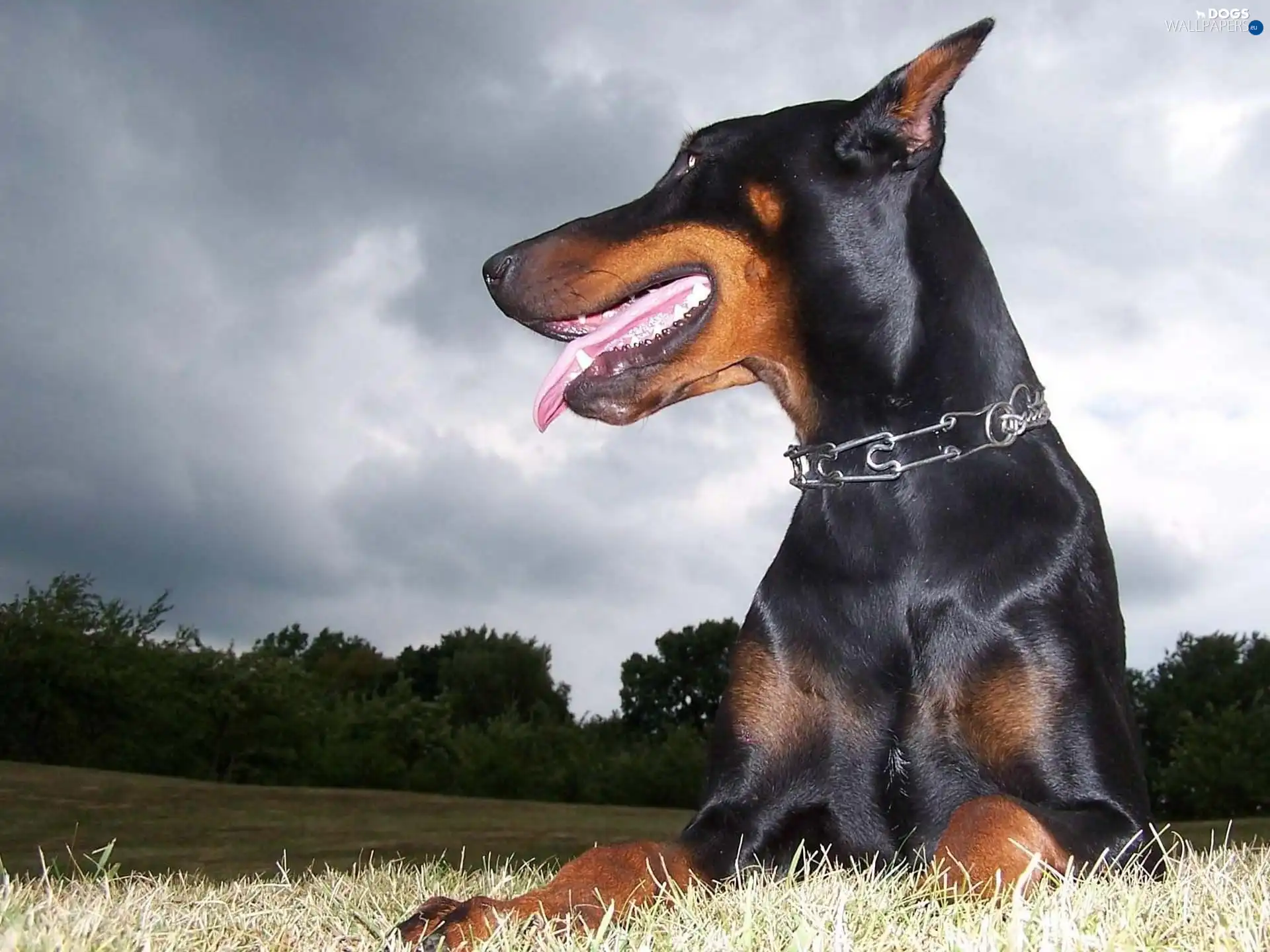 Echidna, Tounge, Doberman