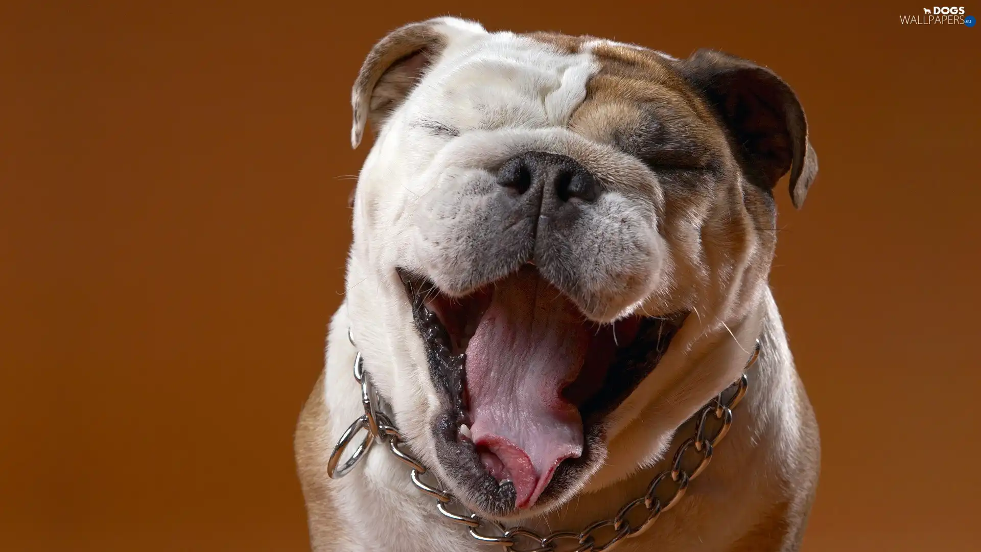 Tounge, open, mouth, dog, Echidna, Buldog