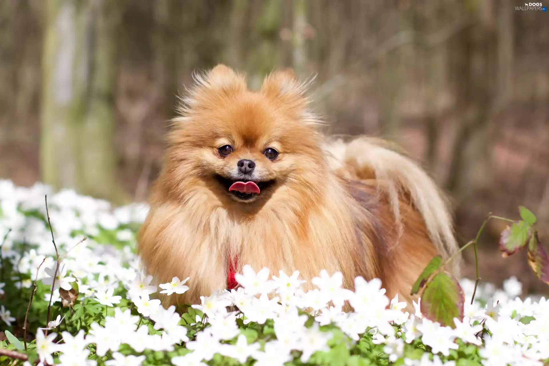 Flowers, Toy Spitz, Tounge