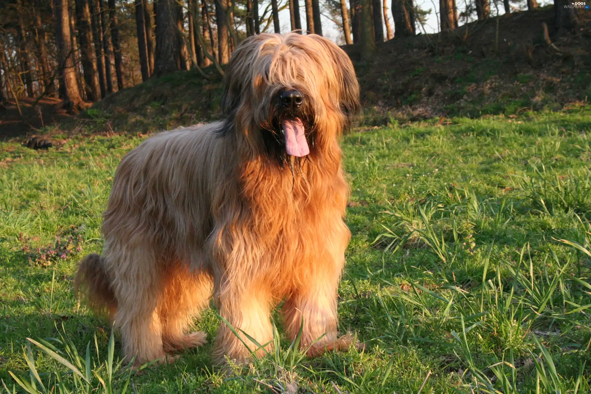 Tounge, Shepherd French Briard