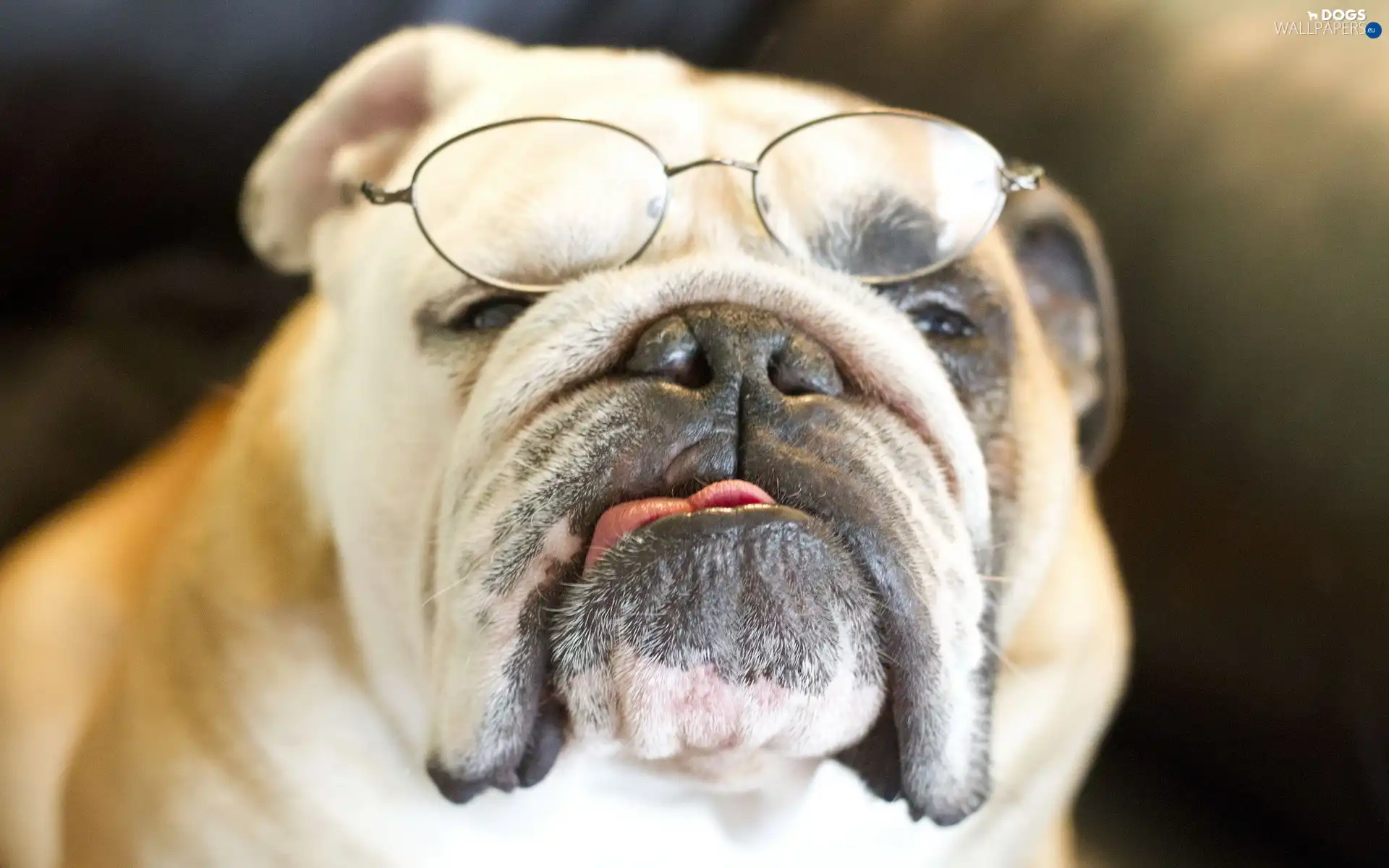 Glasses, Tounge, dog