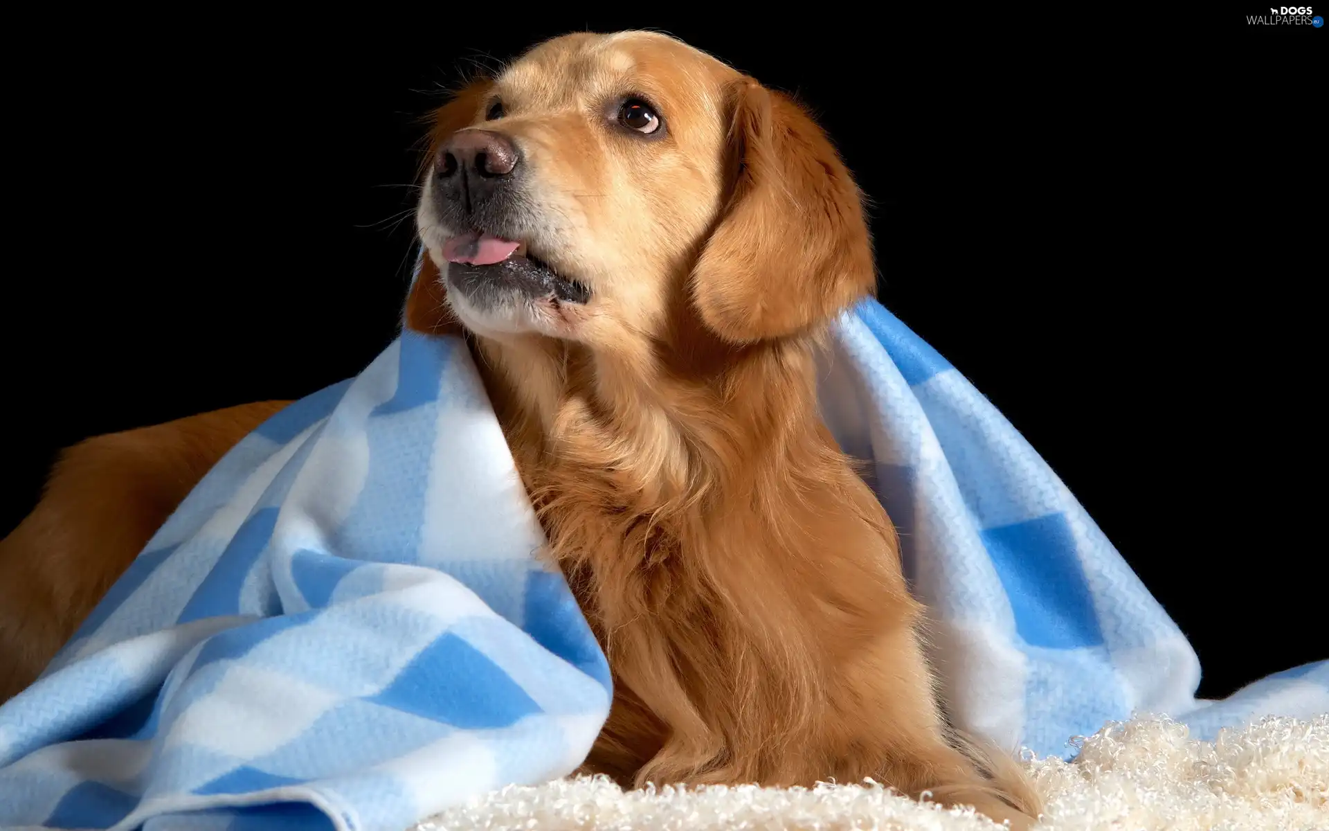 Tounge, Blanket, Golden Retriever