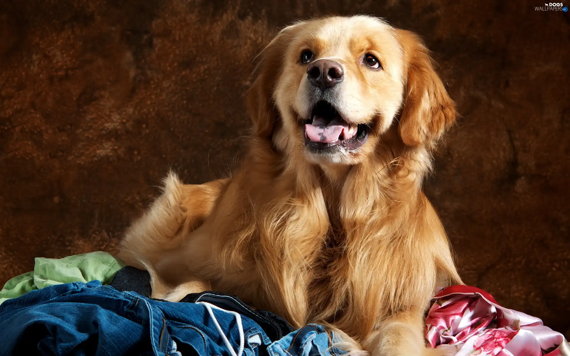 Tounge, clothes, Golden Retriever