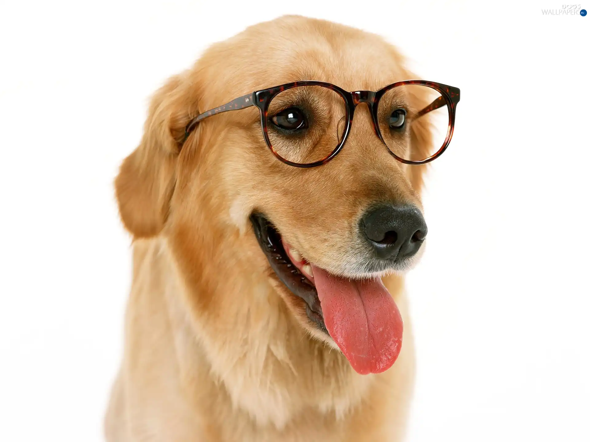 Tounge, Glasses, golden, retriever