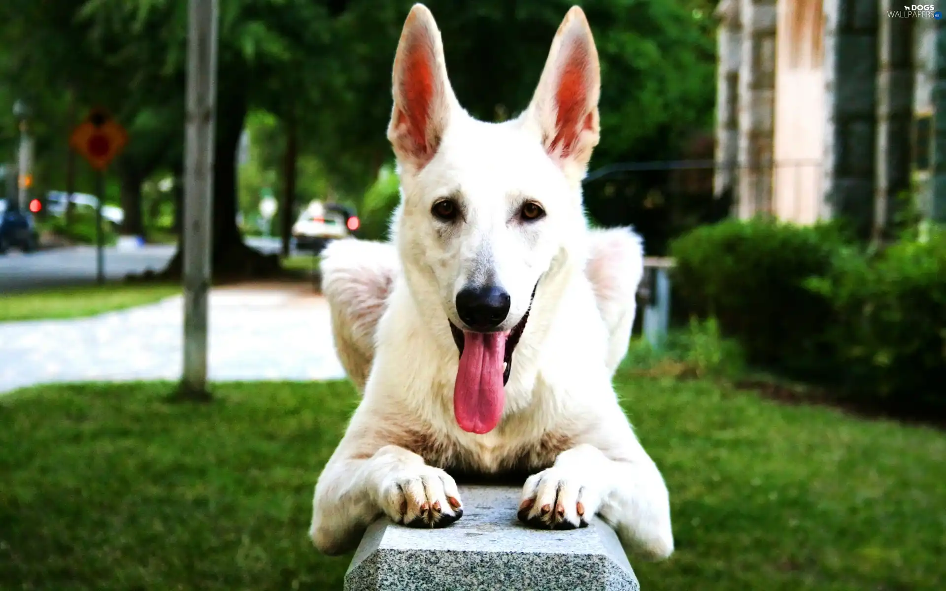 Tounge, sheep-dog, dog, grass, White