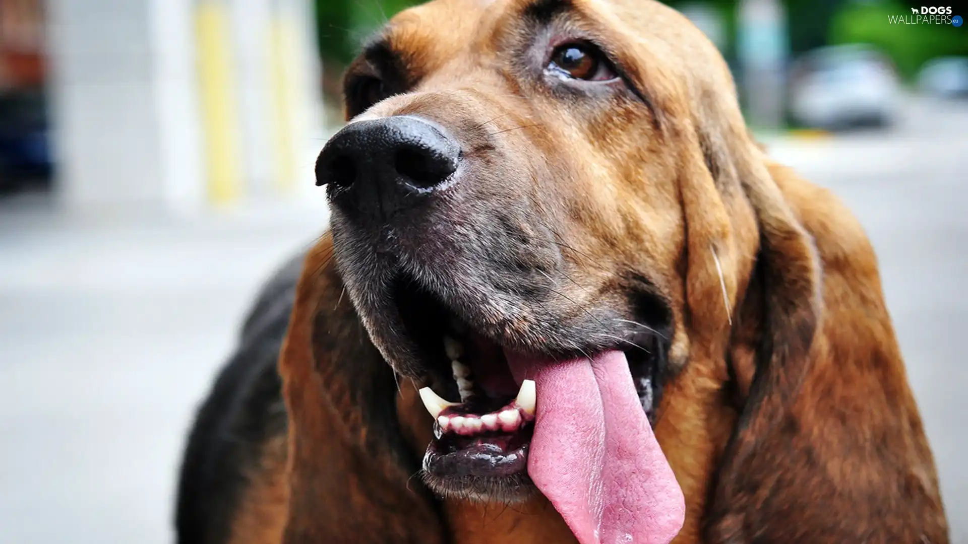 Head, Tounge, Bloodhound